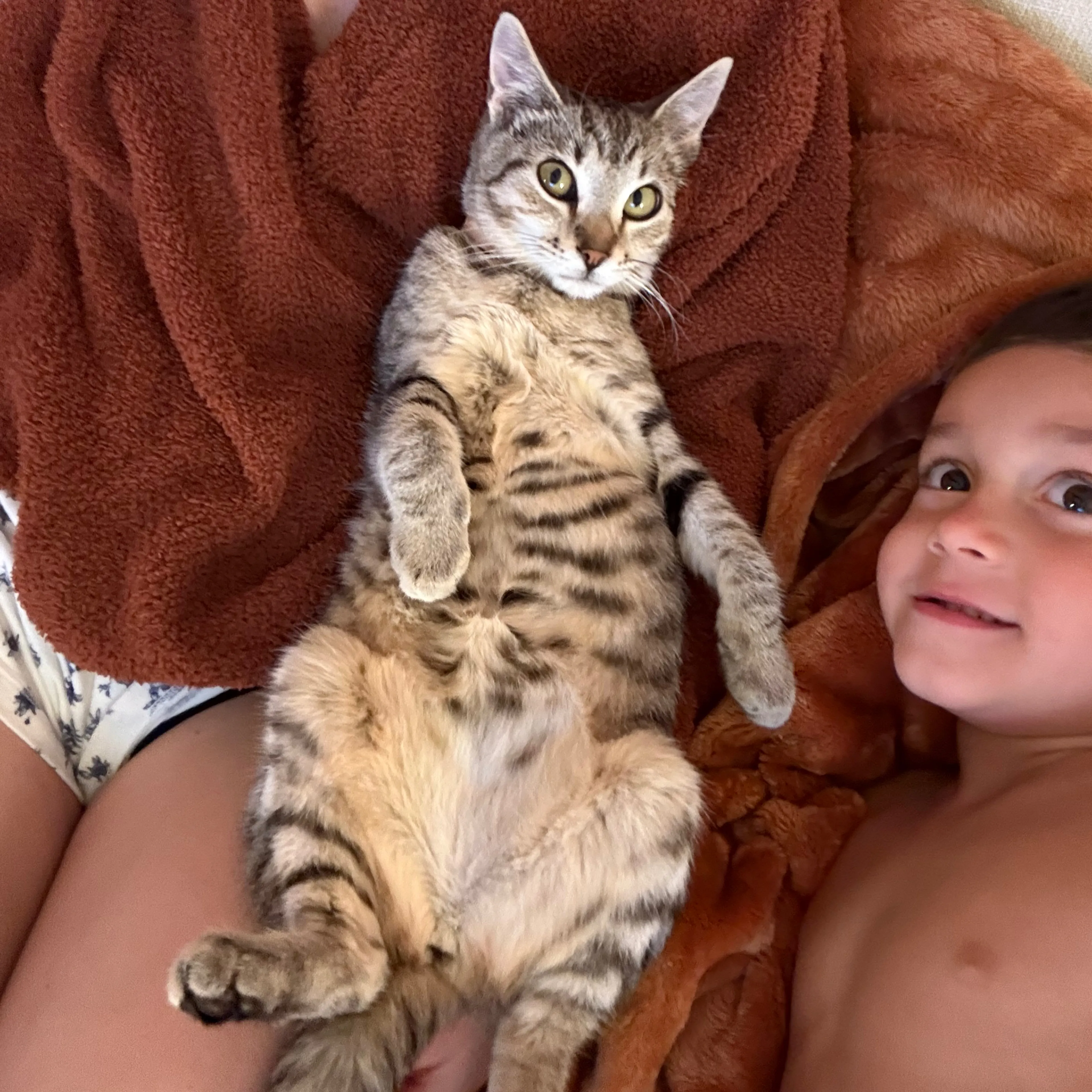 Lost pet-1