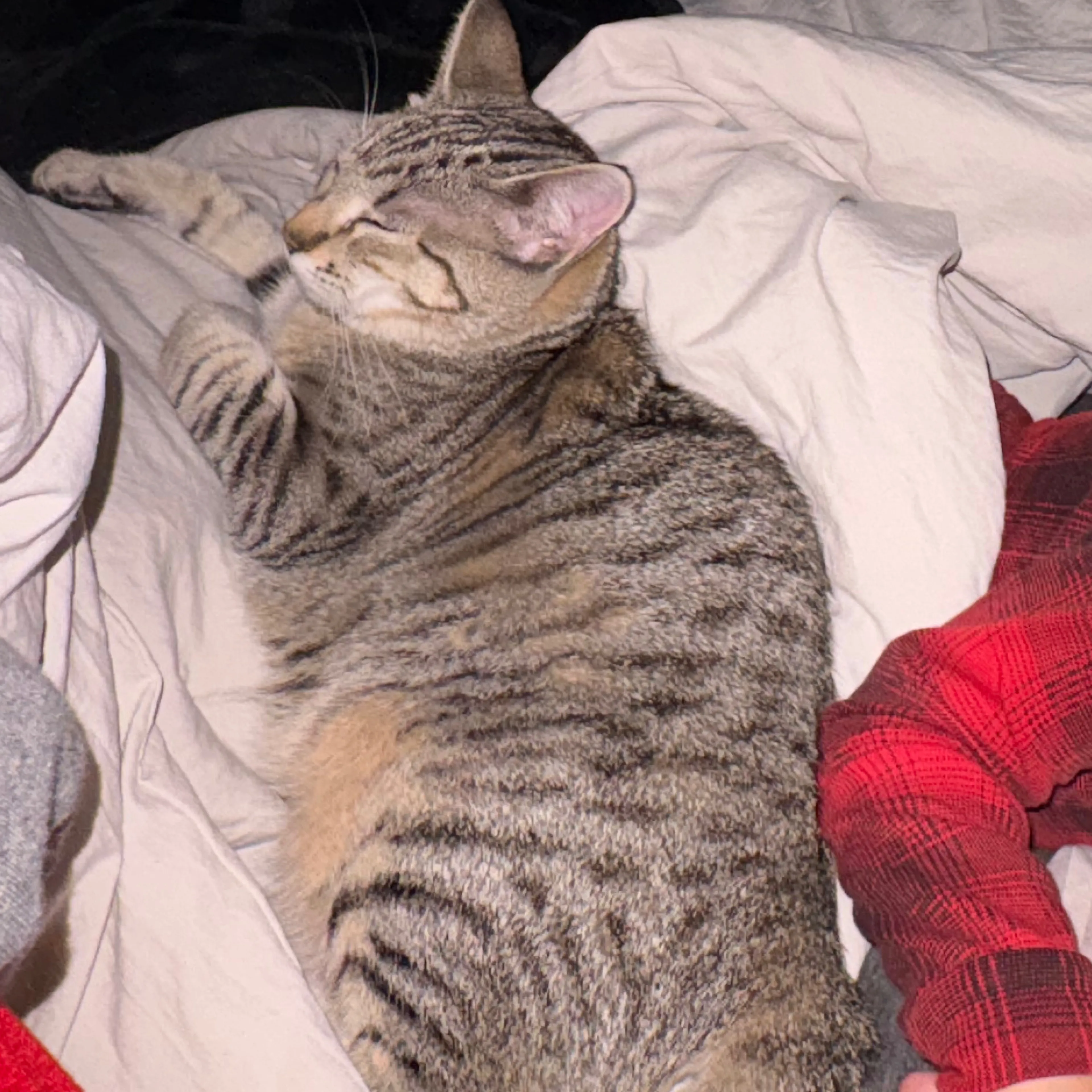 Lost pet-3