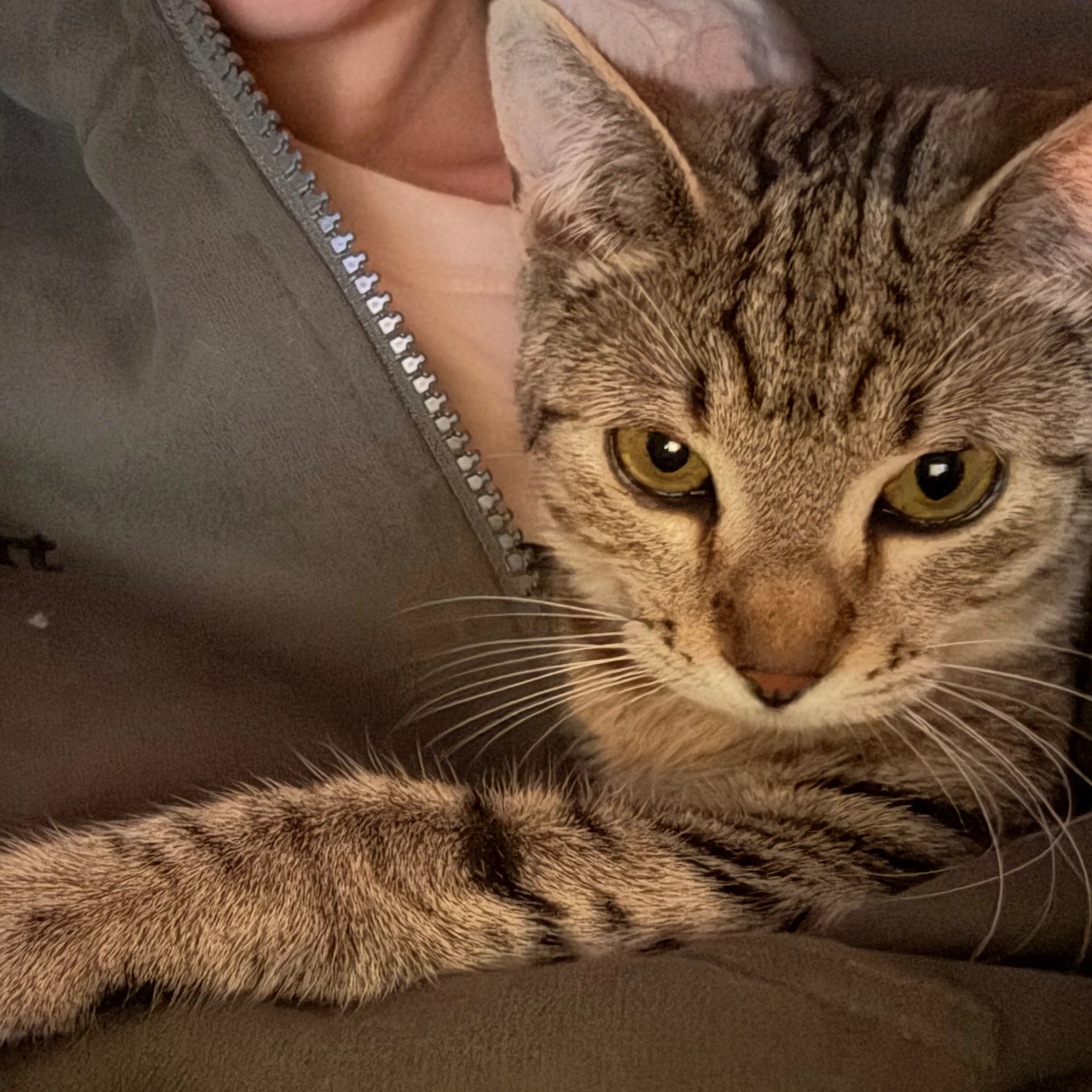 Lost pet-2