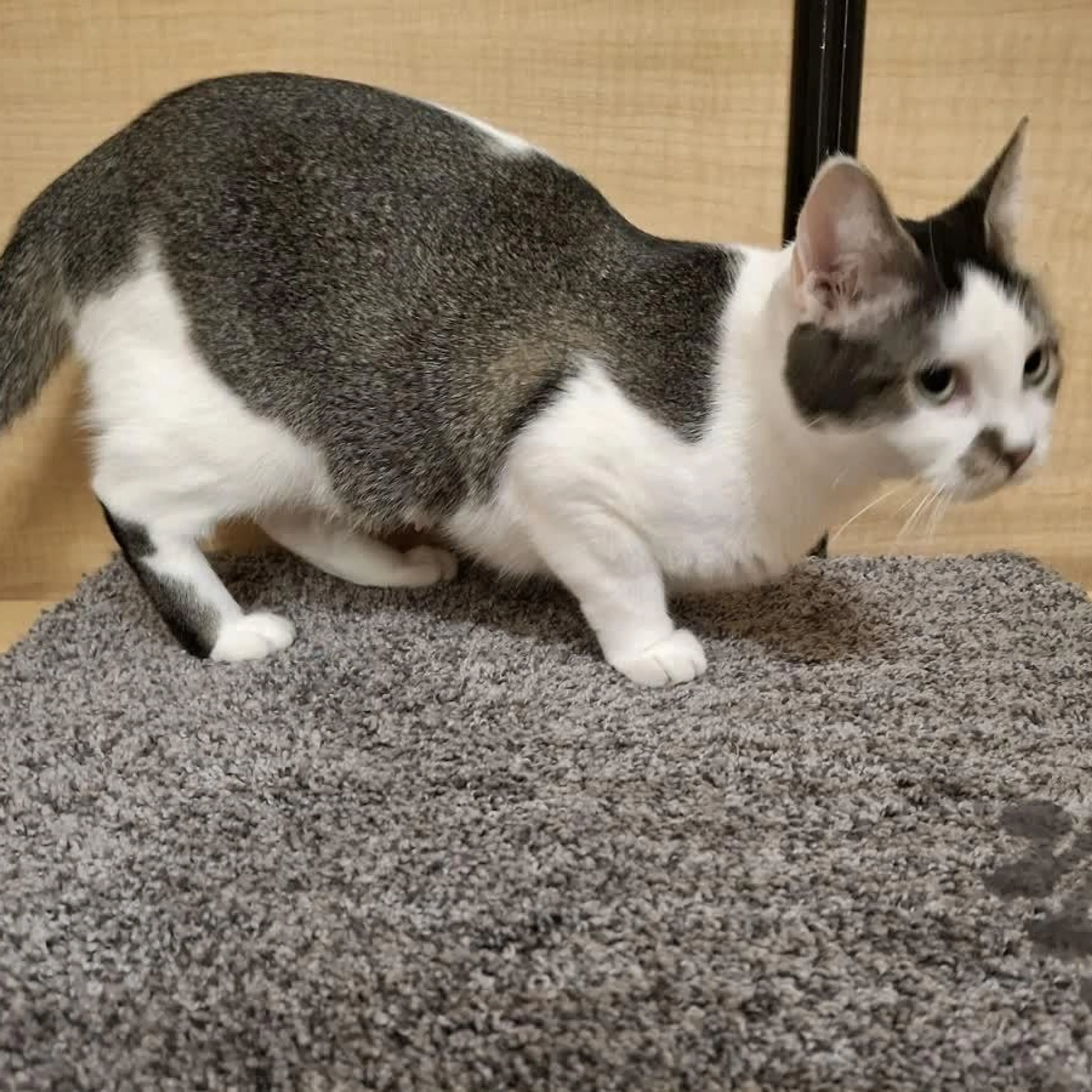 Found pet-0