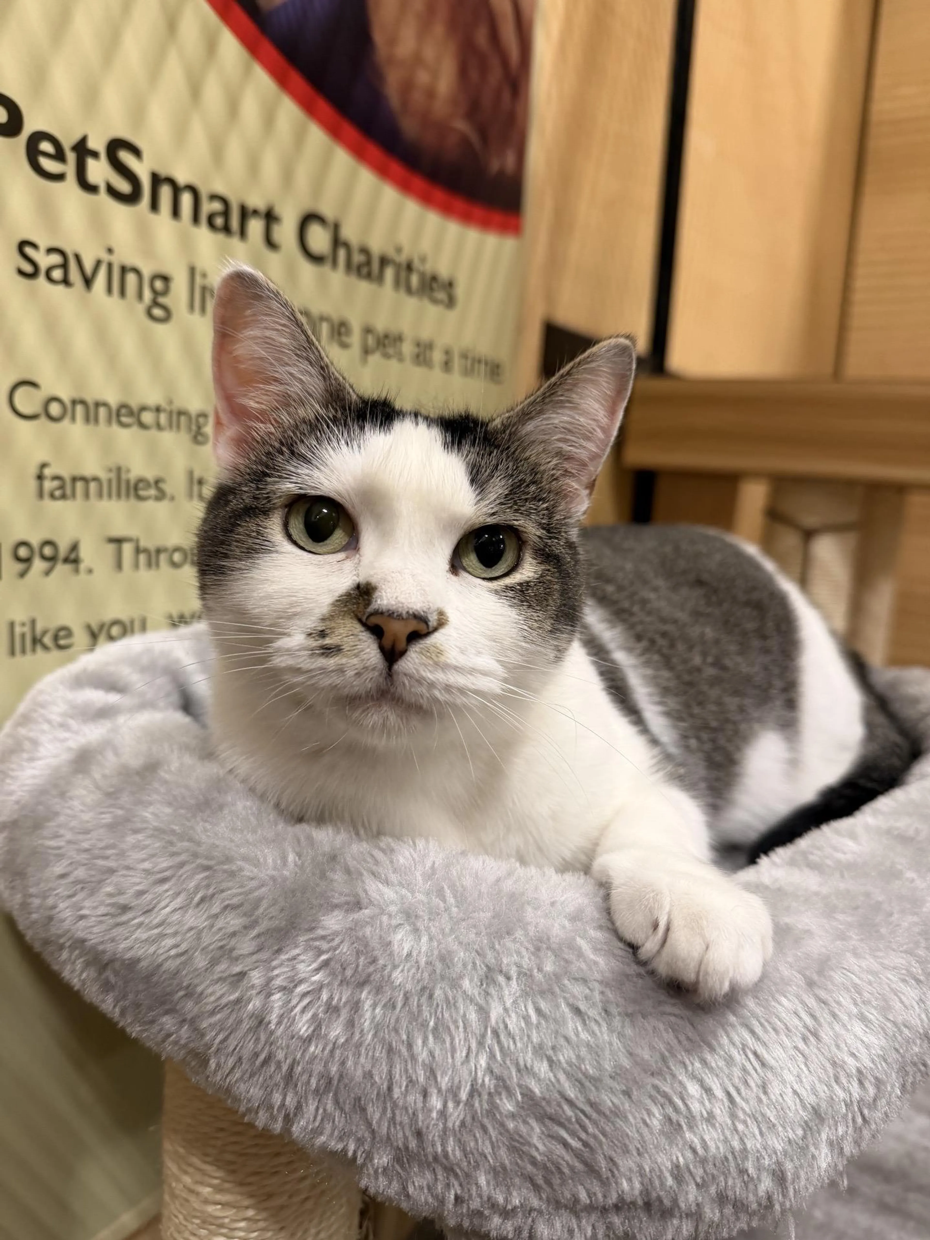 Found pet-2
