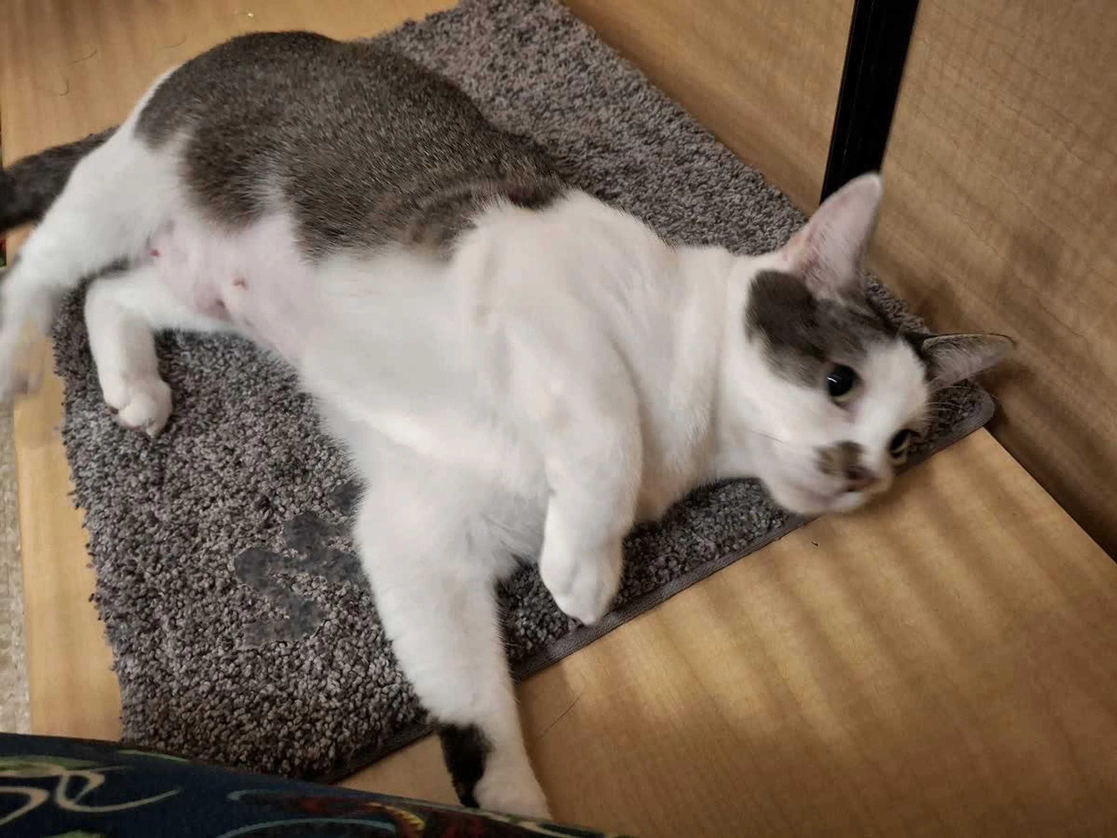 Found pet-3