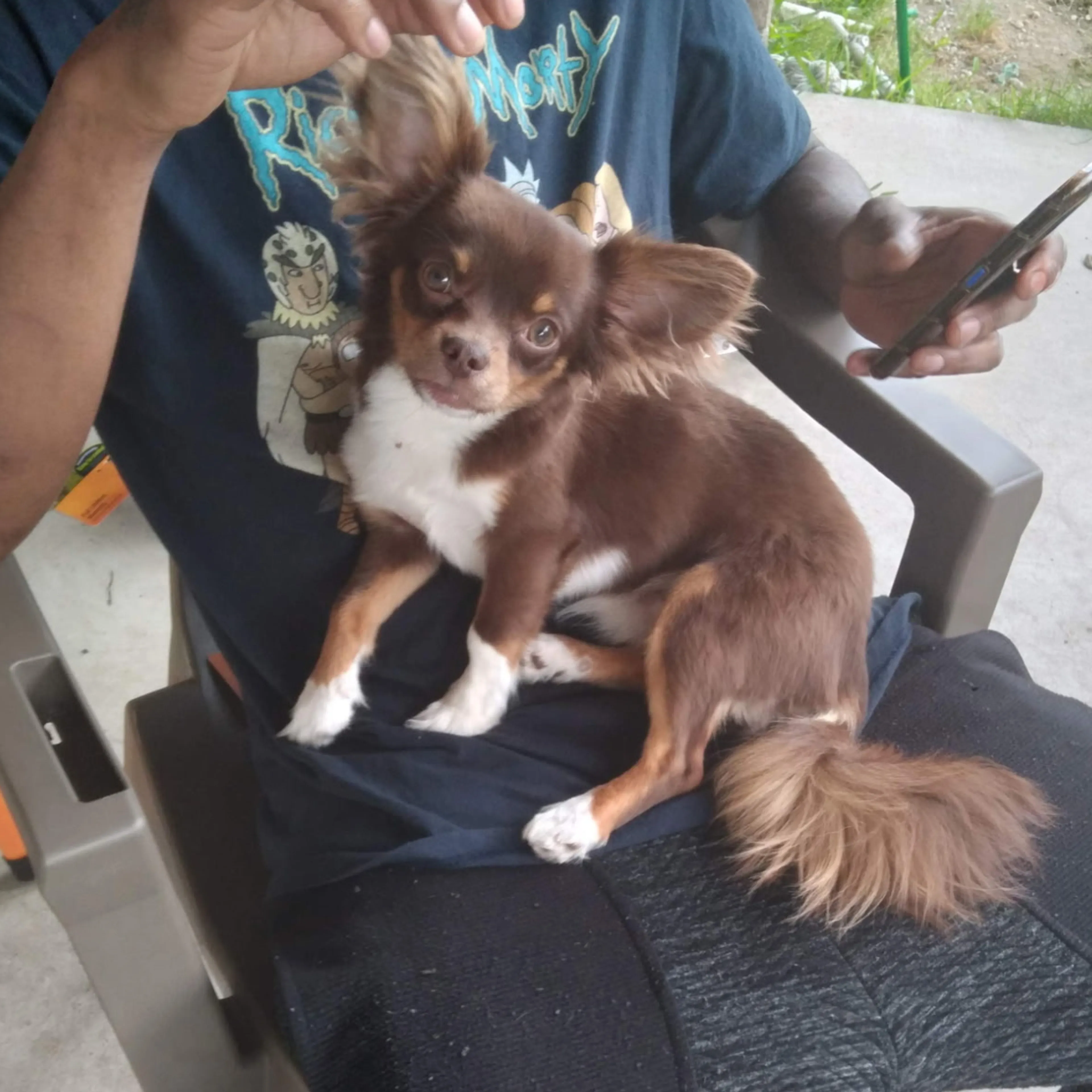 Lost pet-3