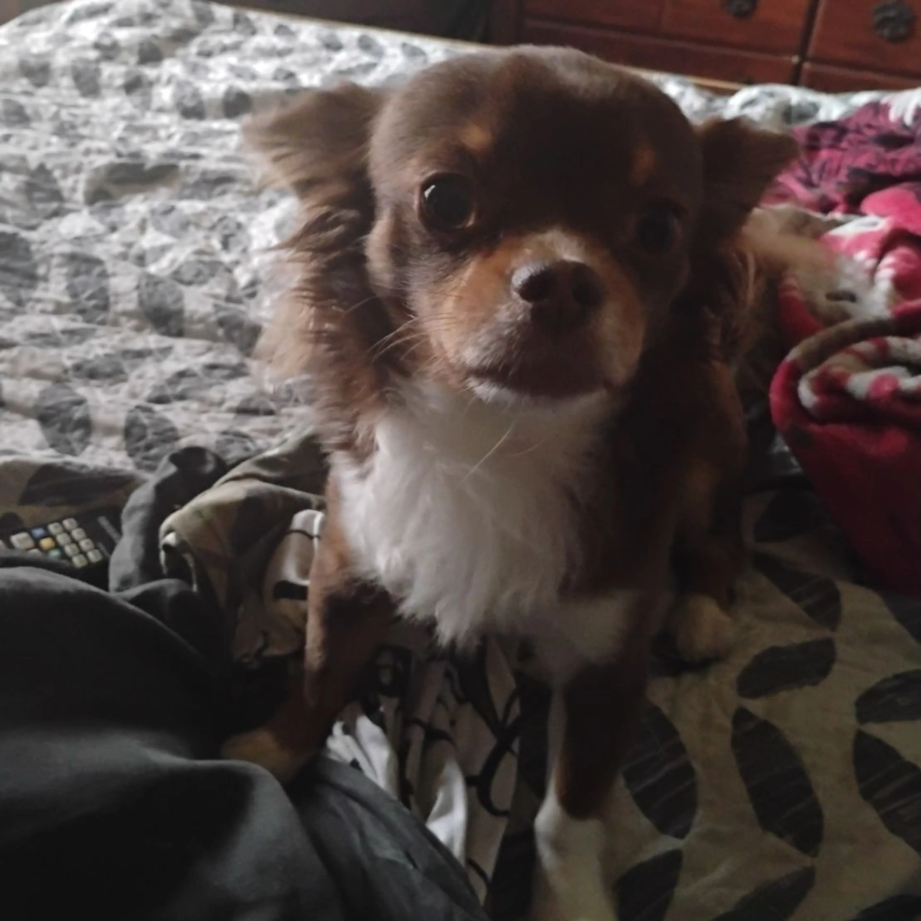 Lost pet-0