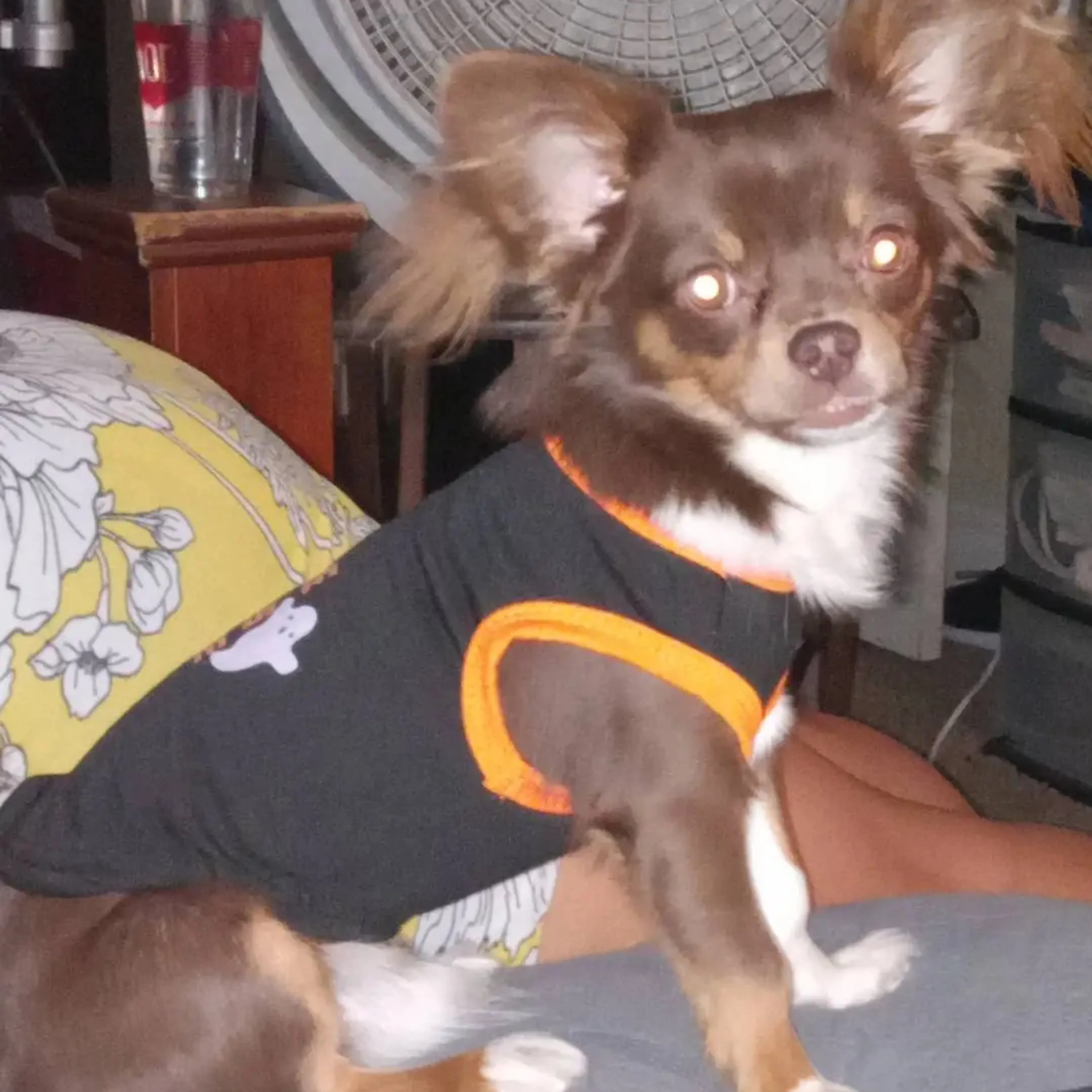 Lost pet-2