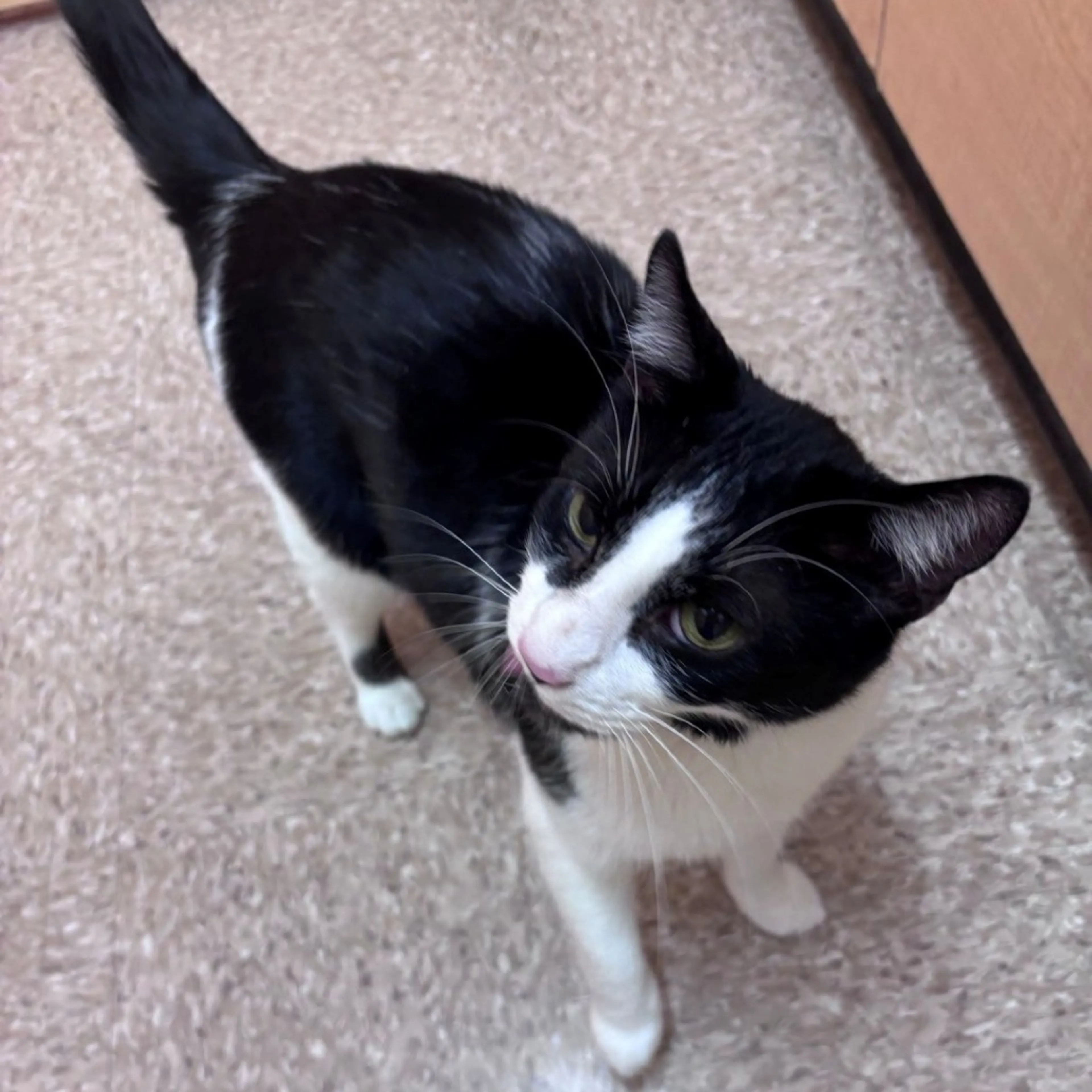 Found pet