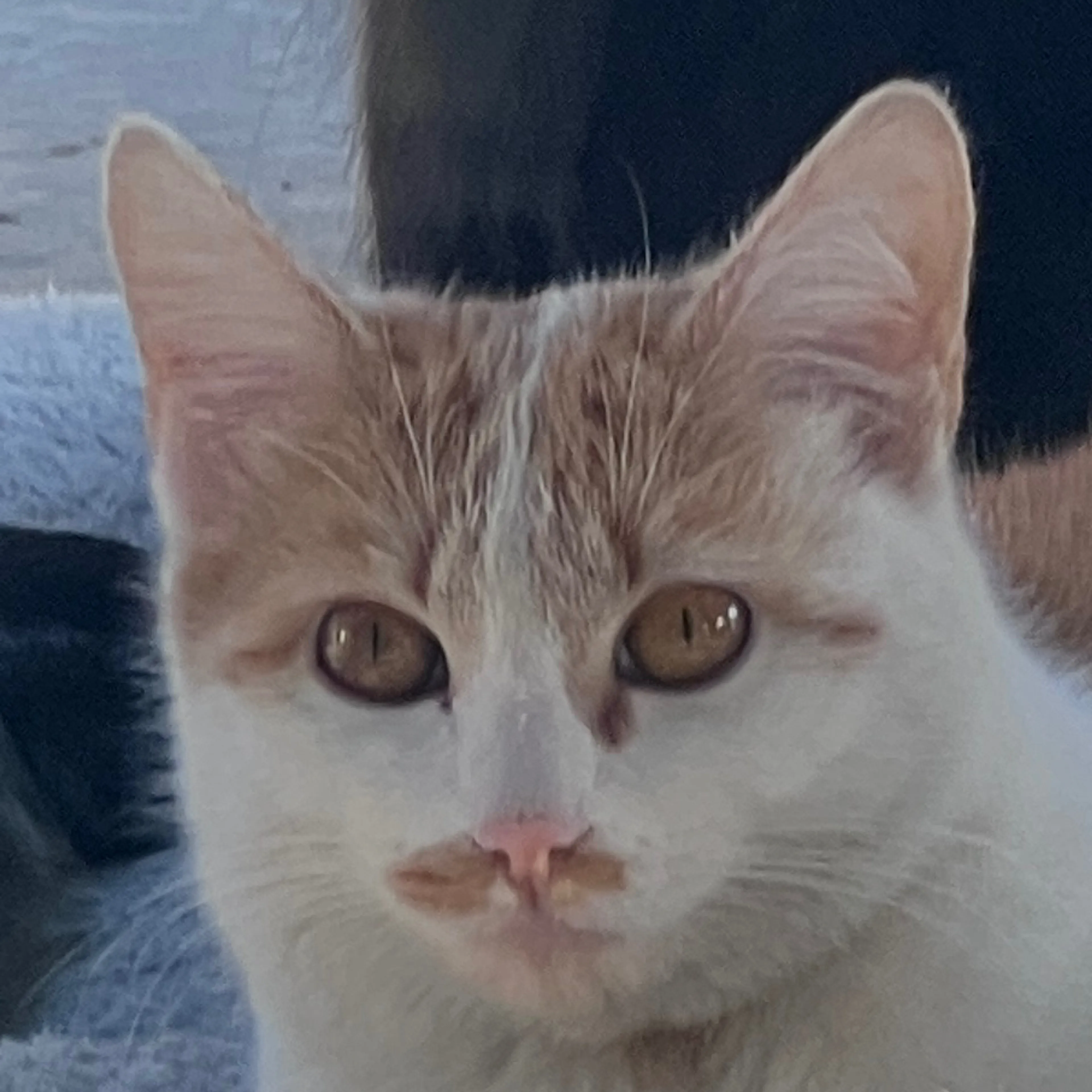 Lost pet-2