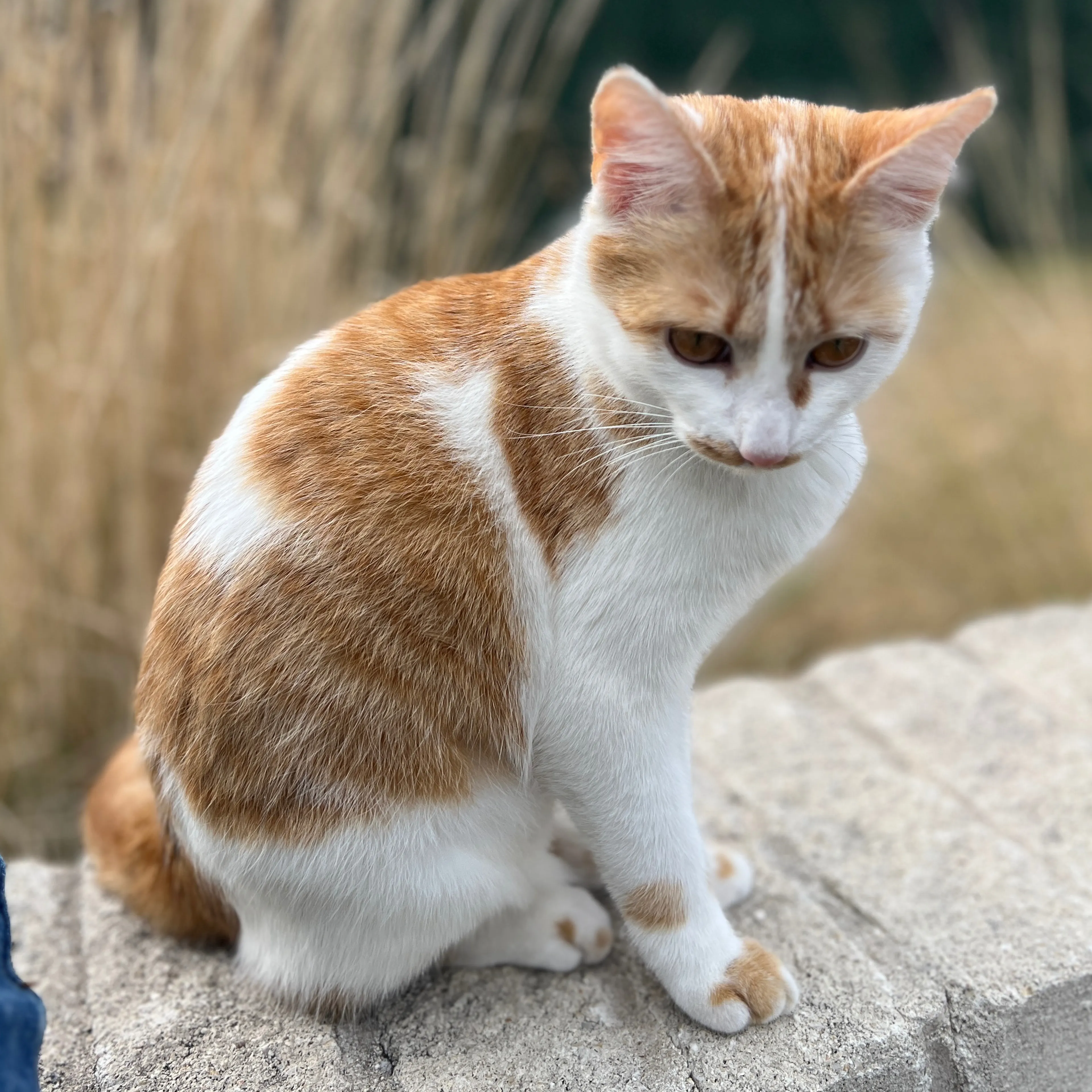 Lost pet-1