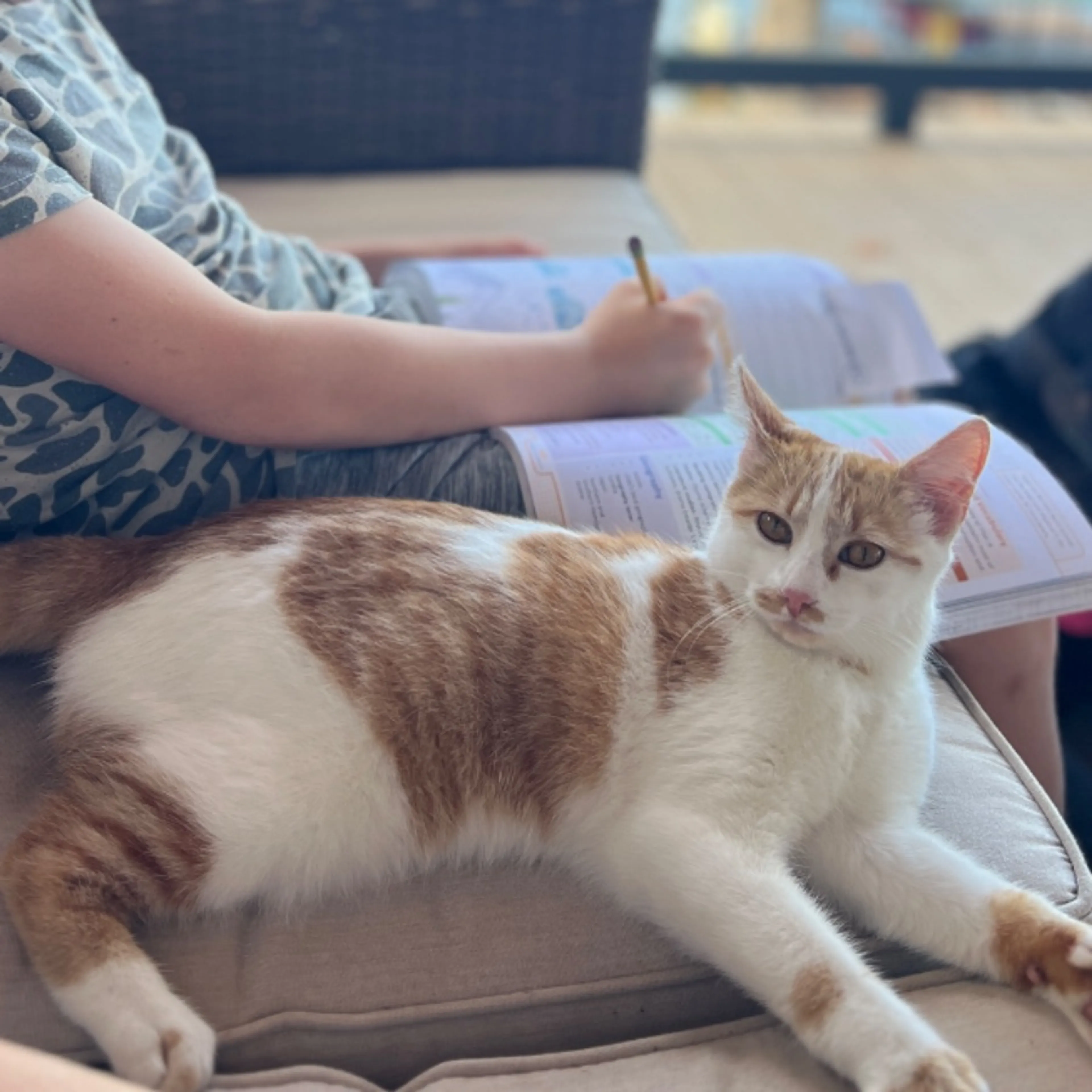 Lost pet-0