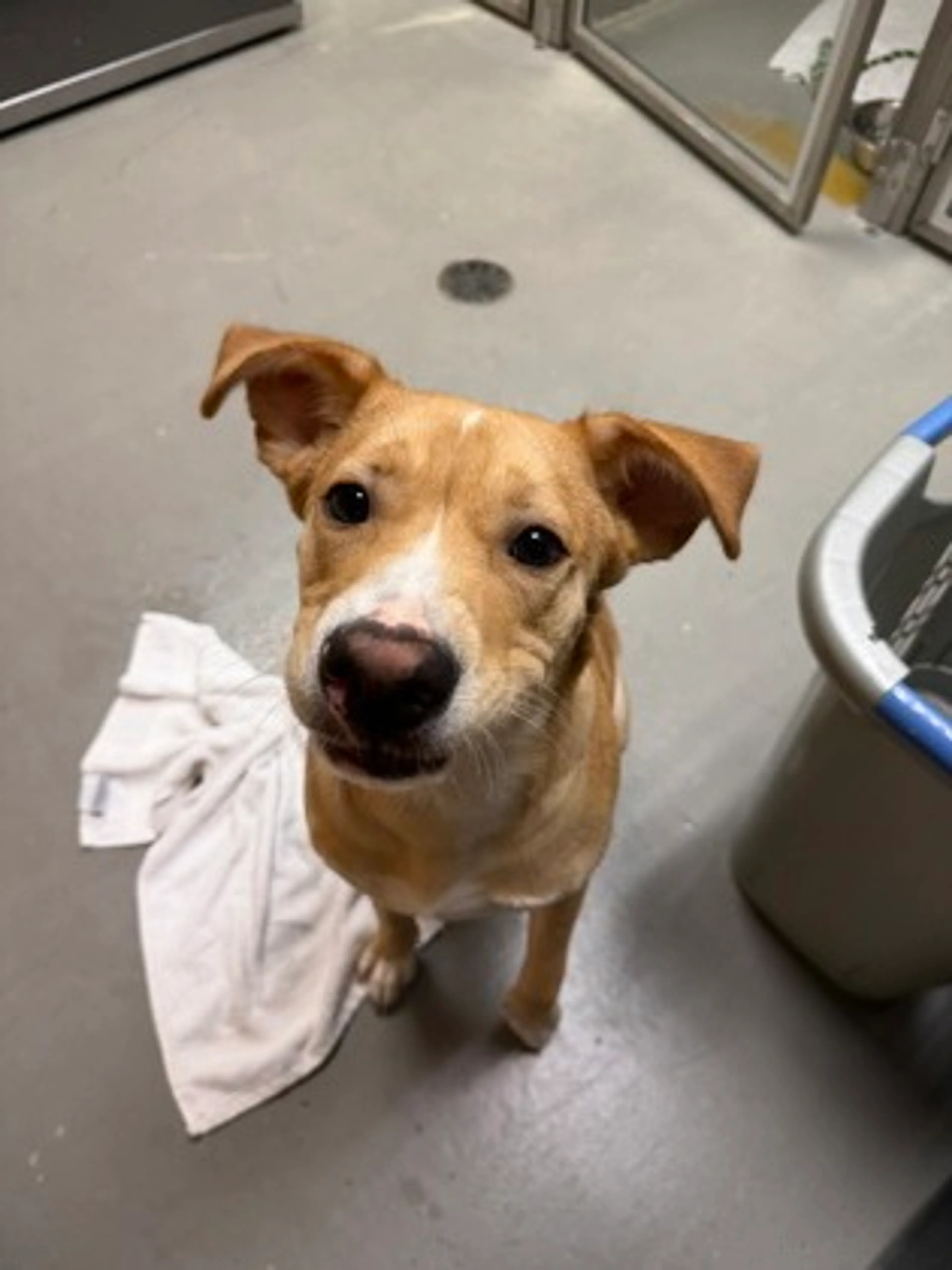 Found pet