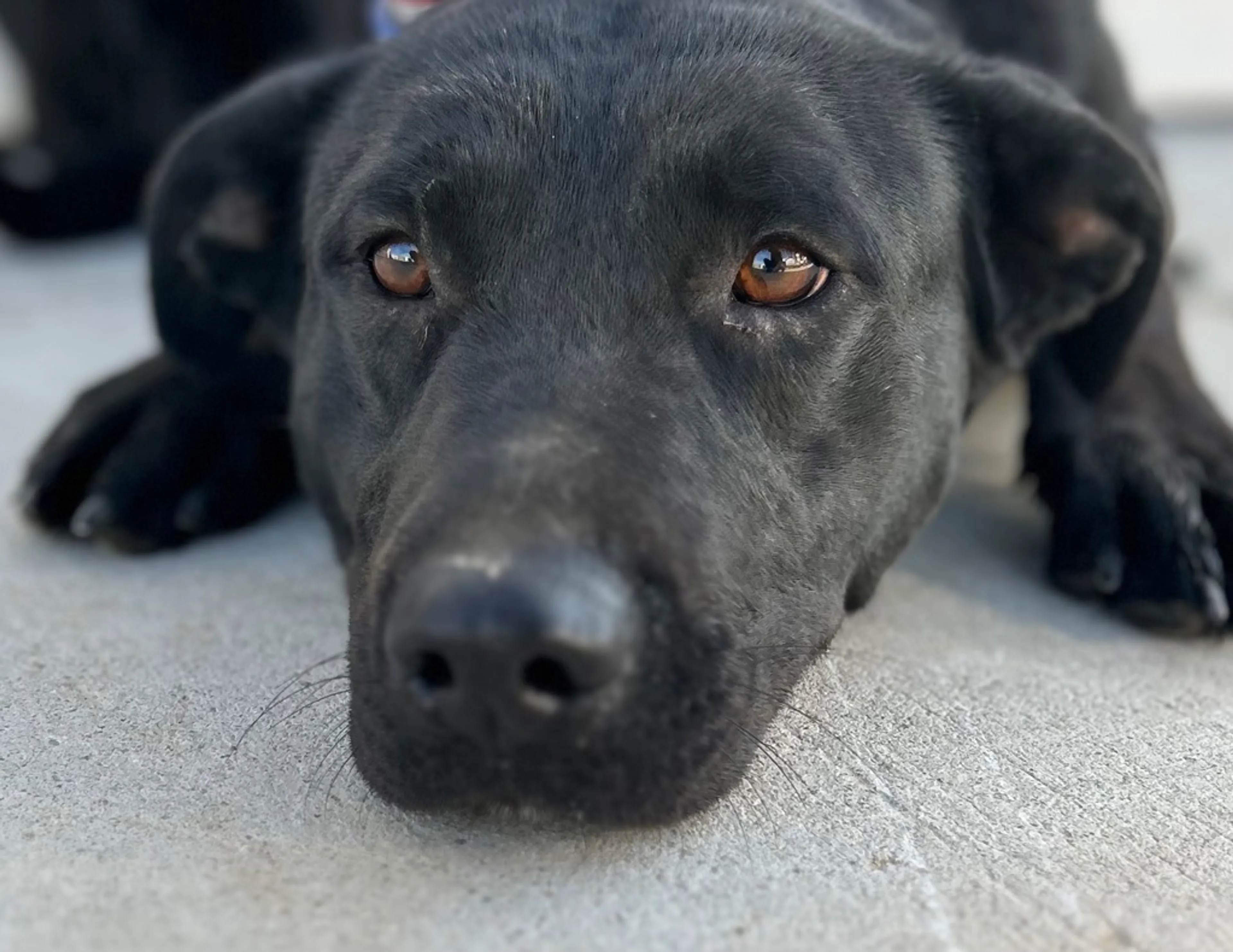 Found pet-1
