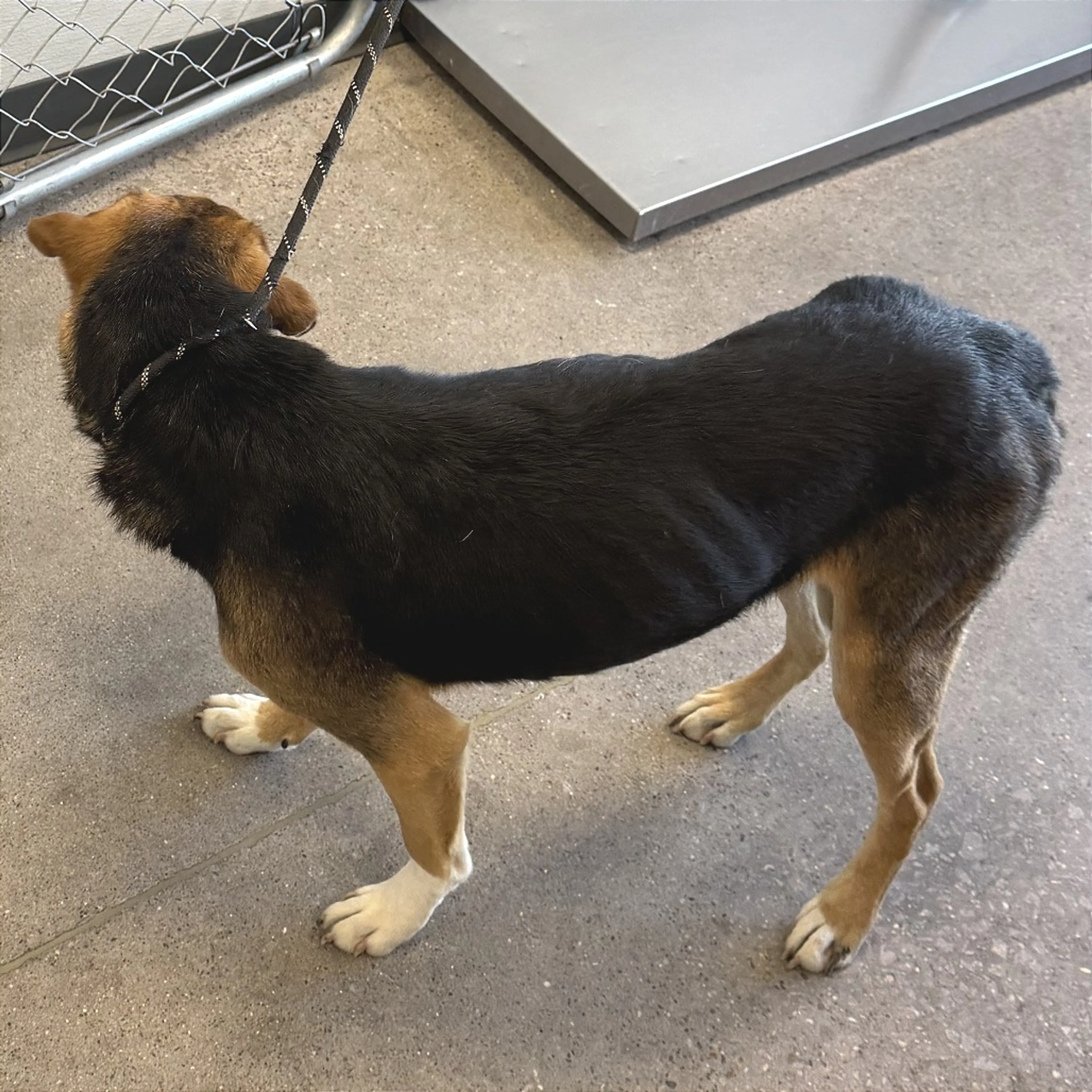 Found pet-3