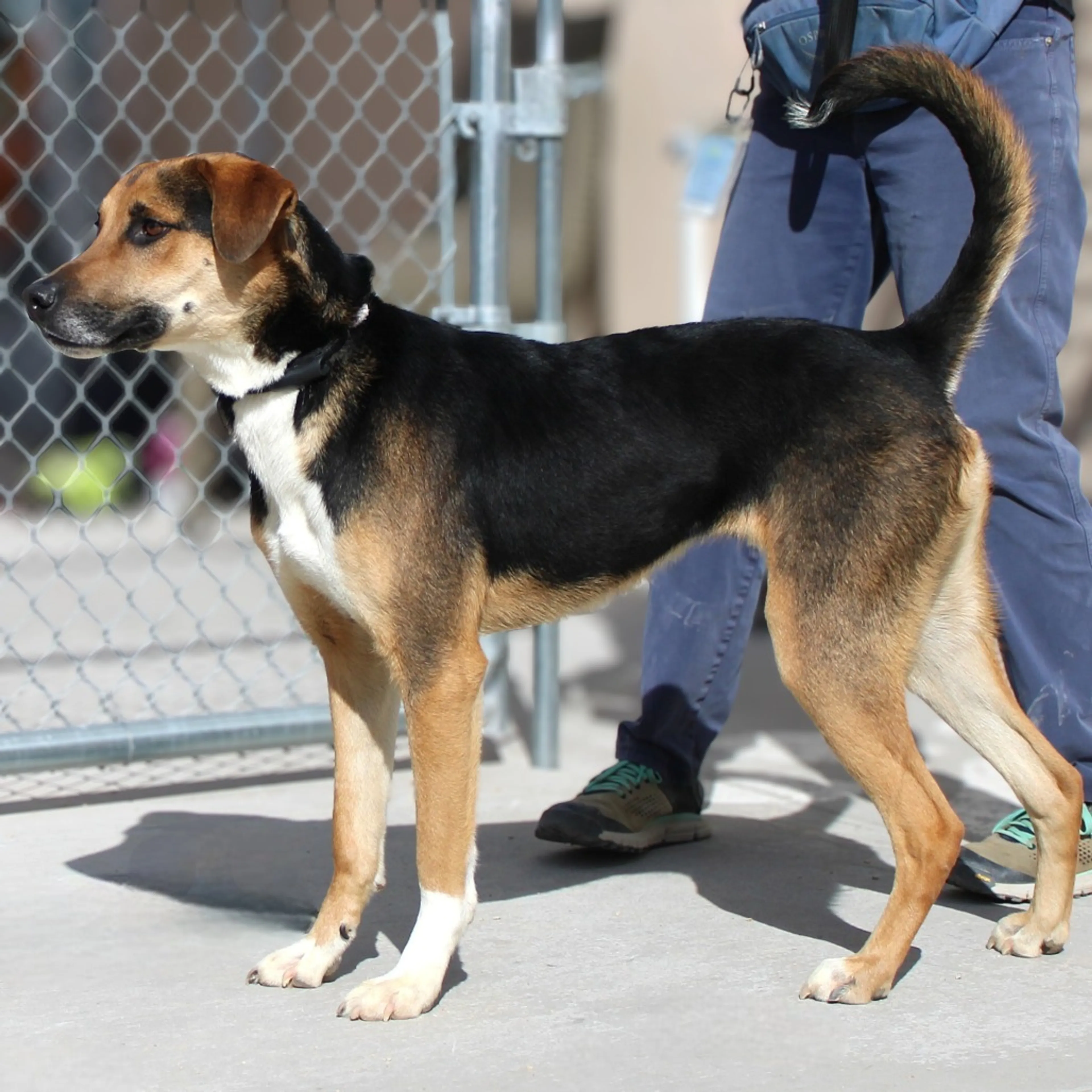Found pet-6