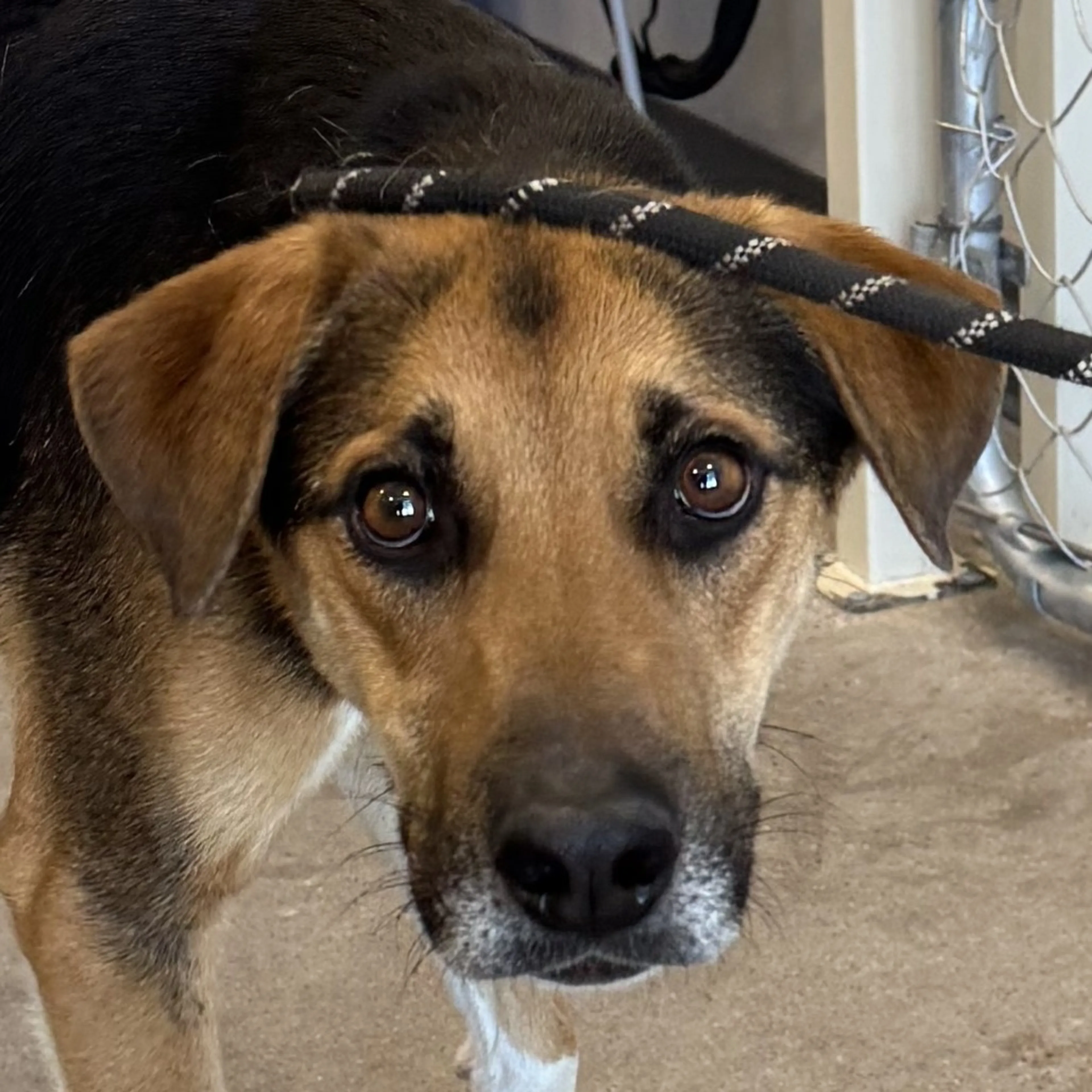Found pet-2