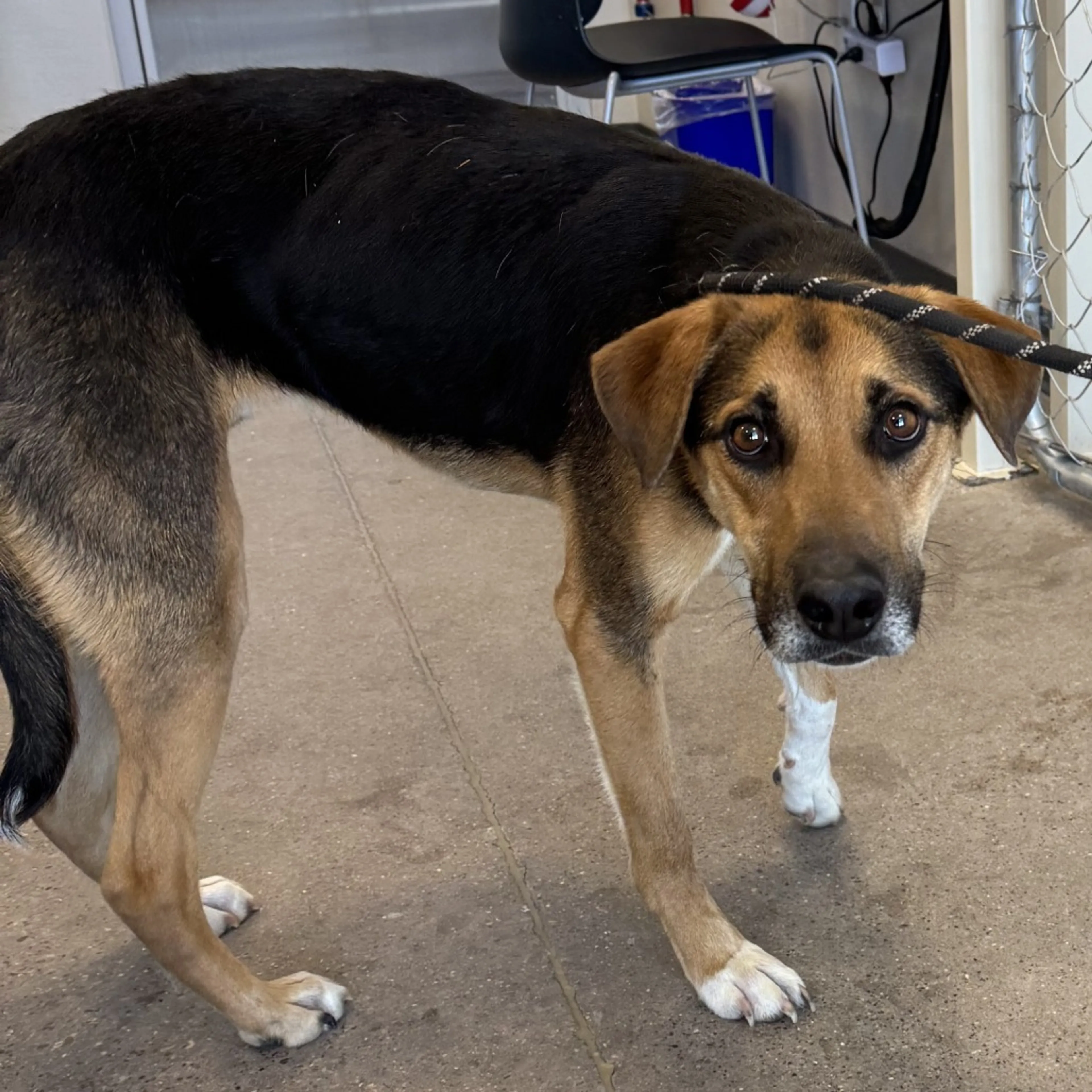 Found pet-1