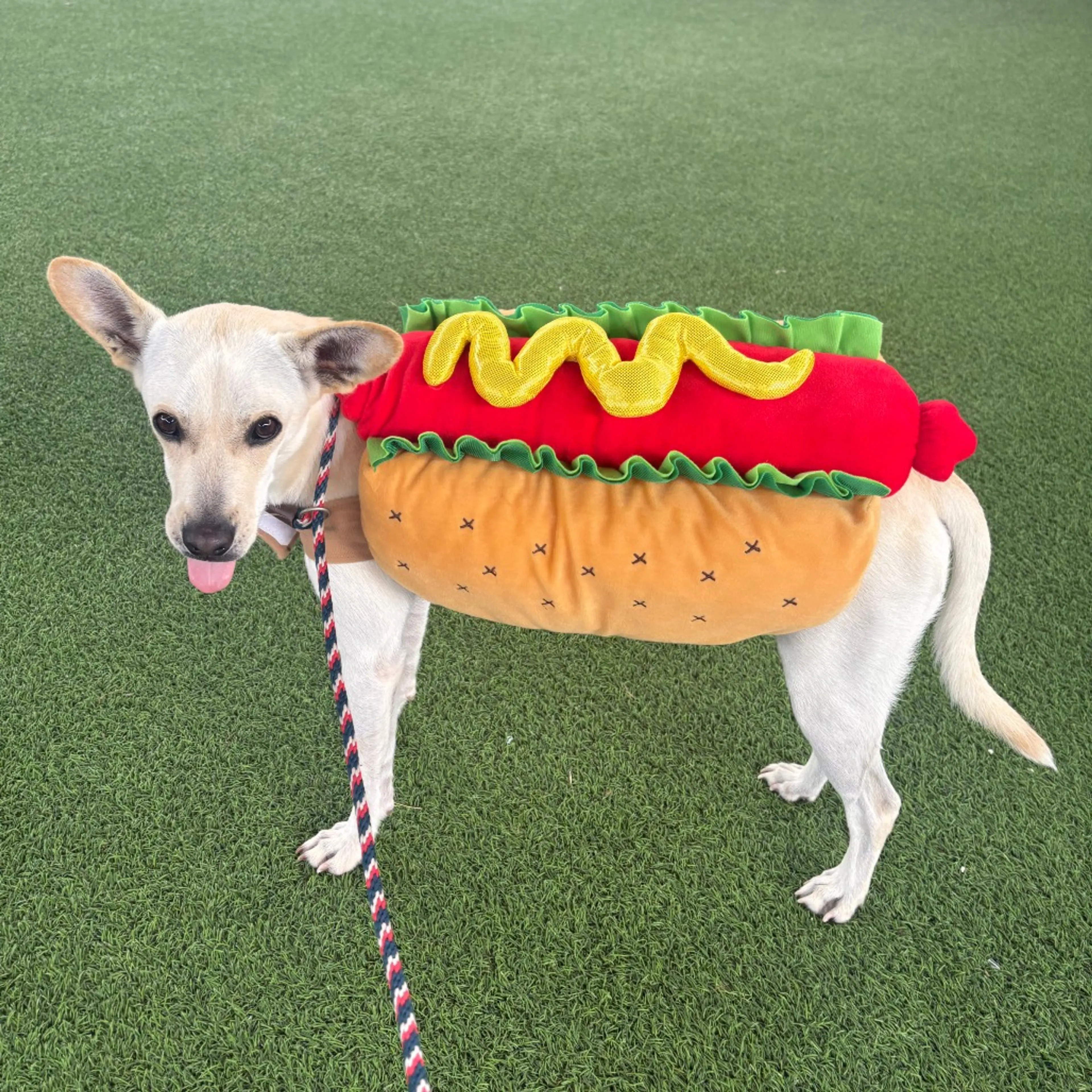 Found pet-1