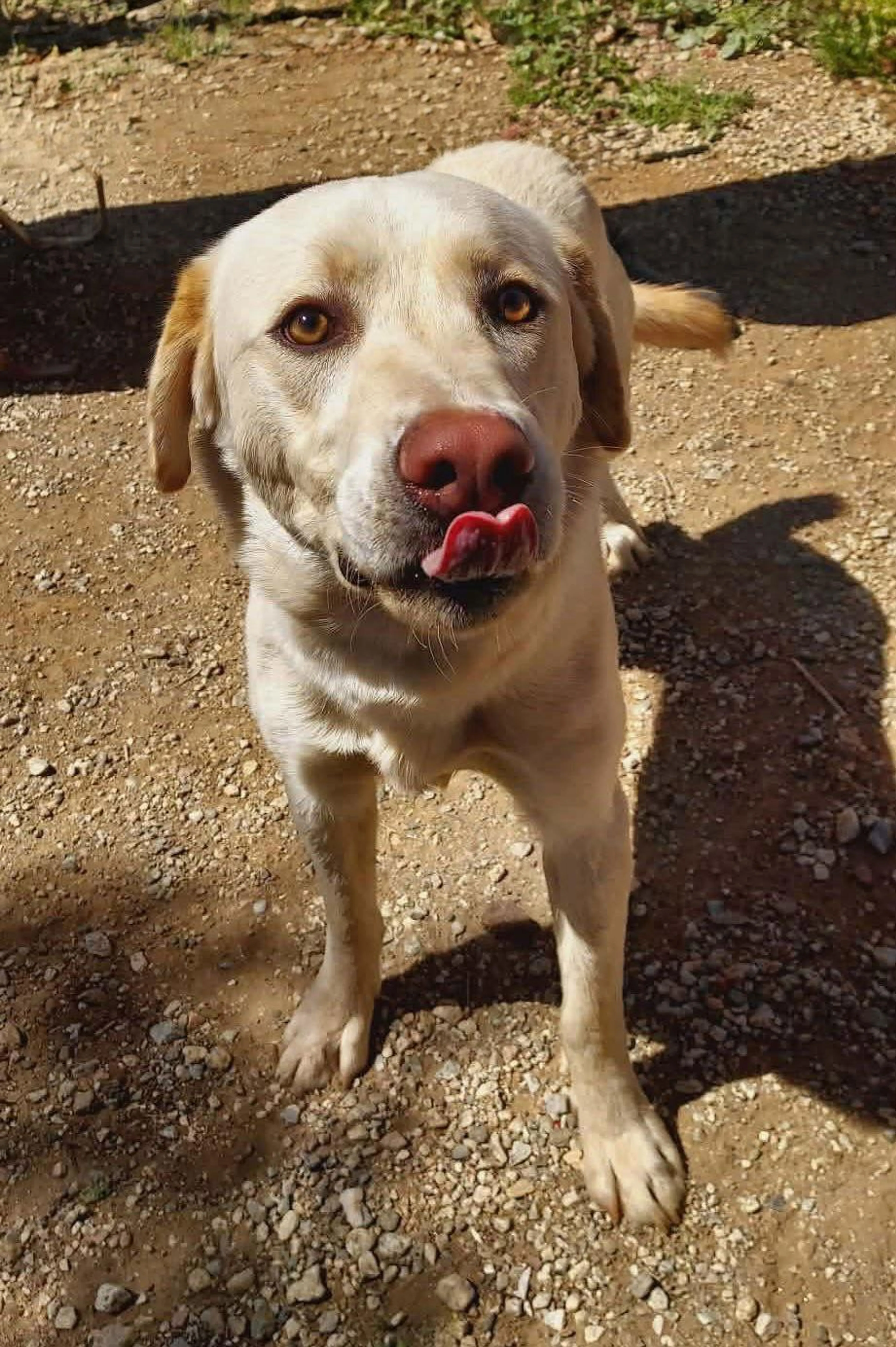 Found pet-2