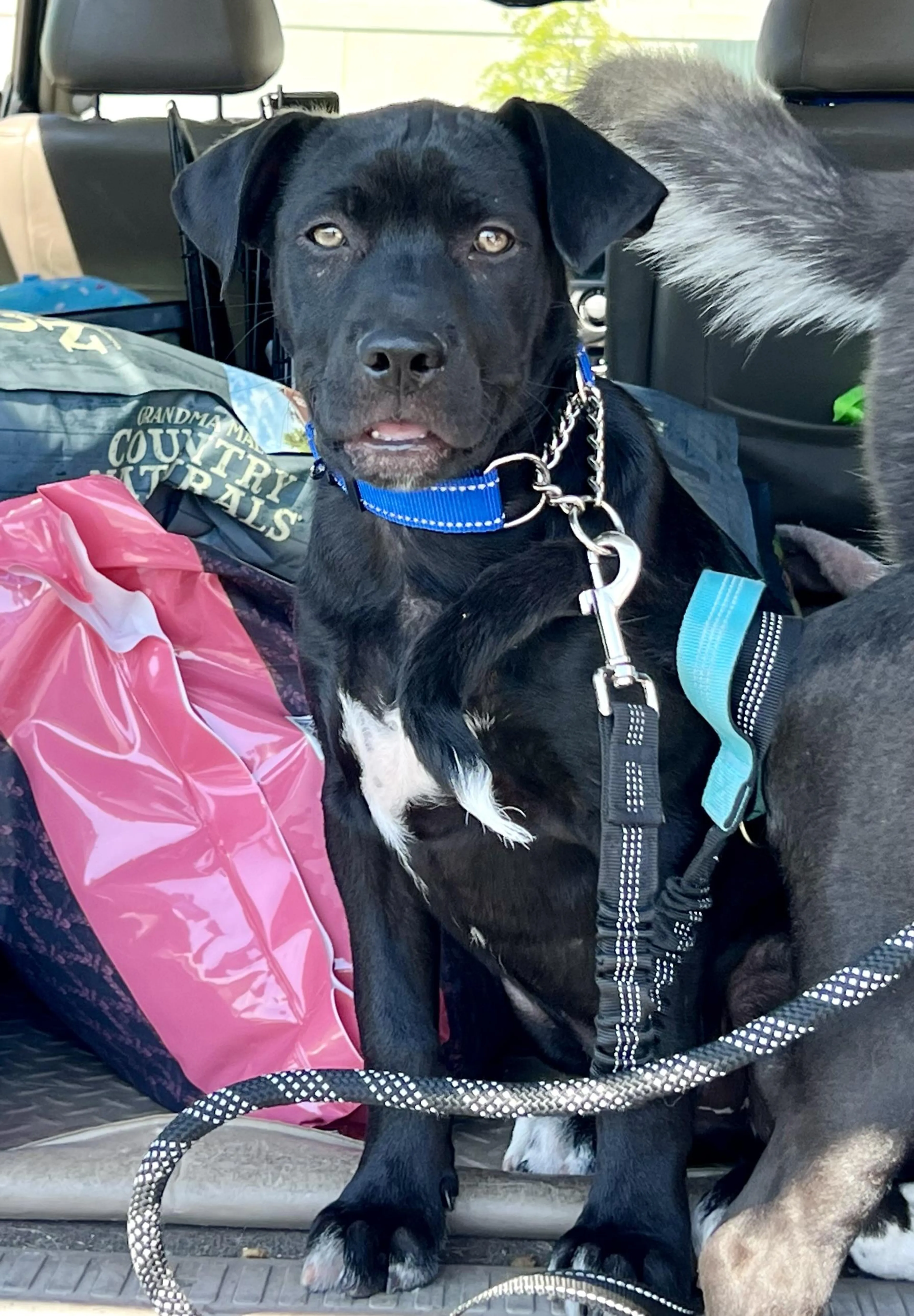 Found pet-3