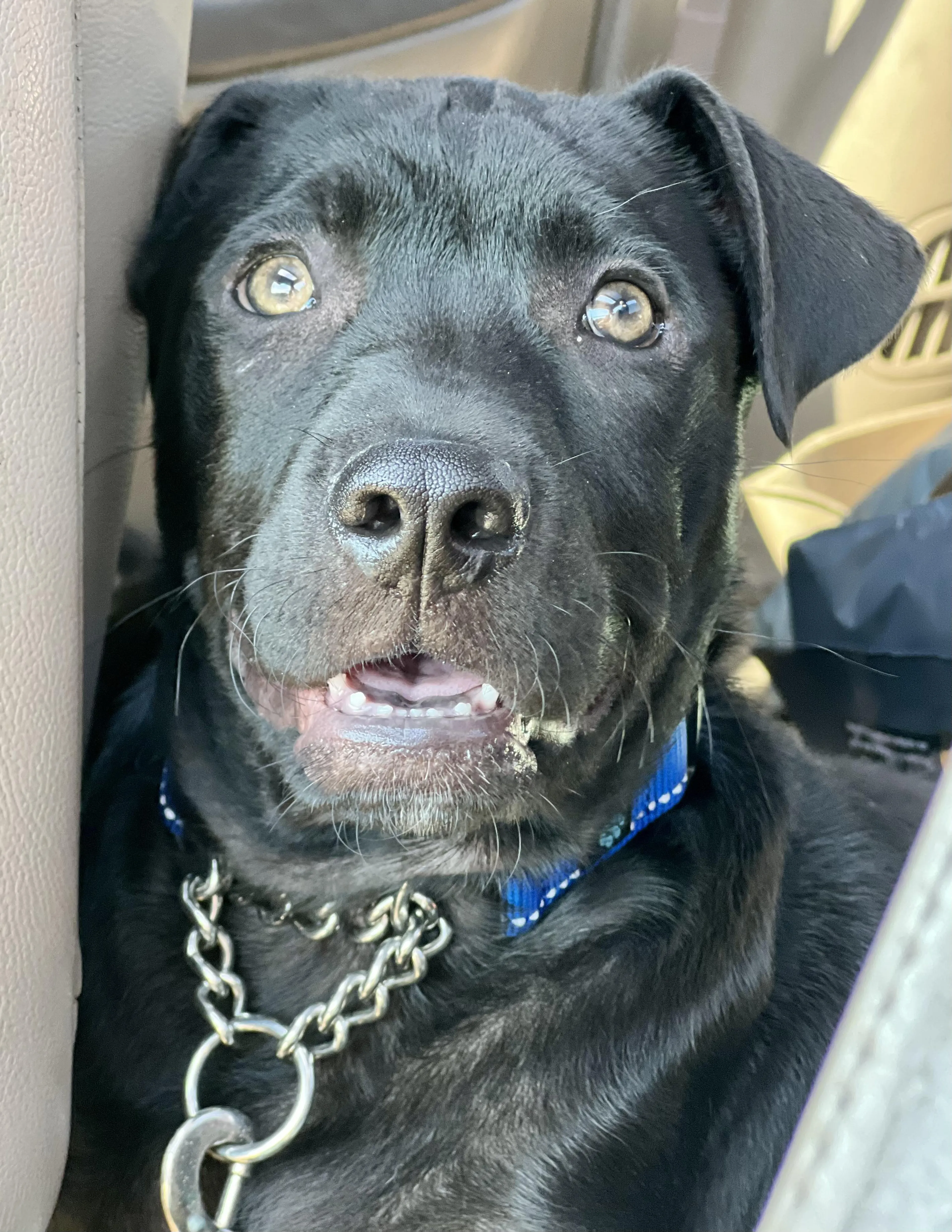 Found pet-1