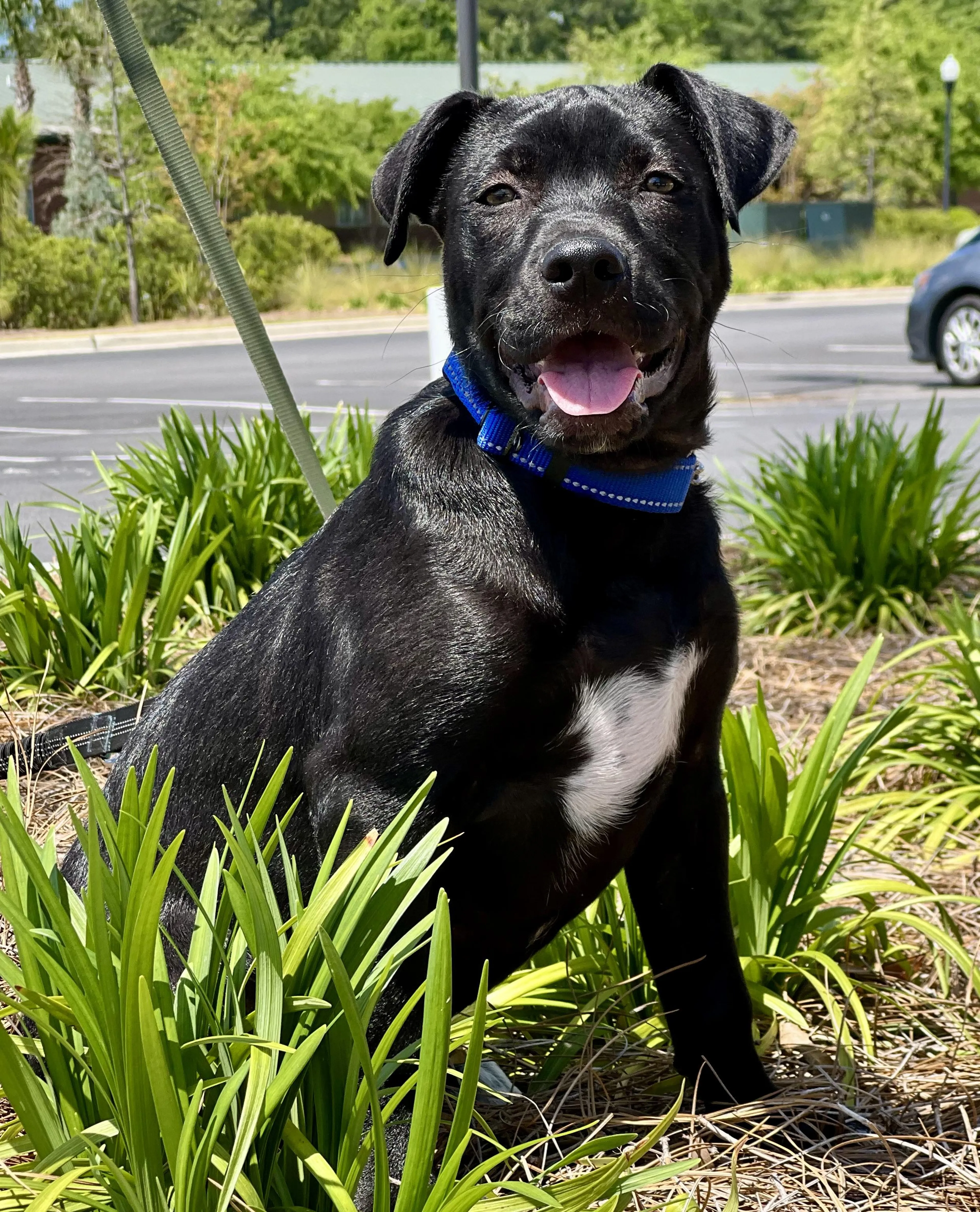 Found pet-5