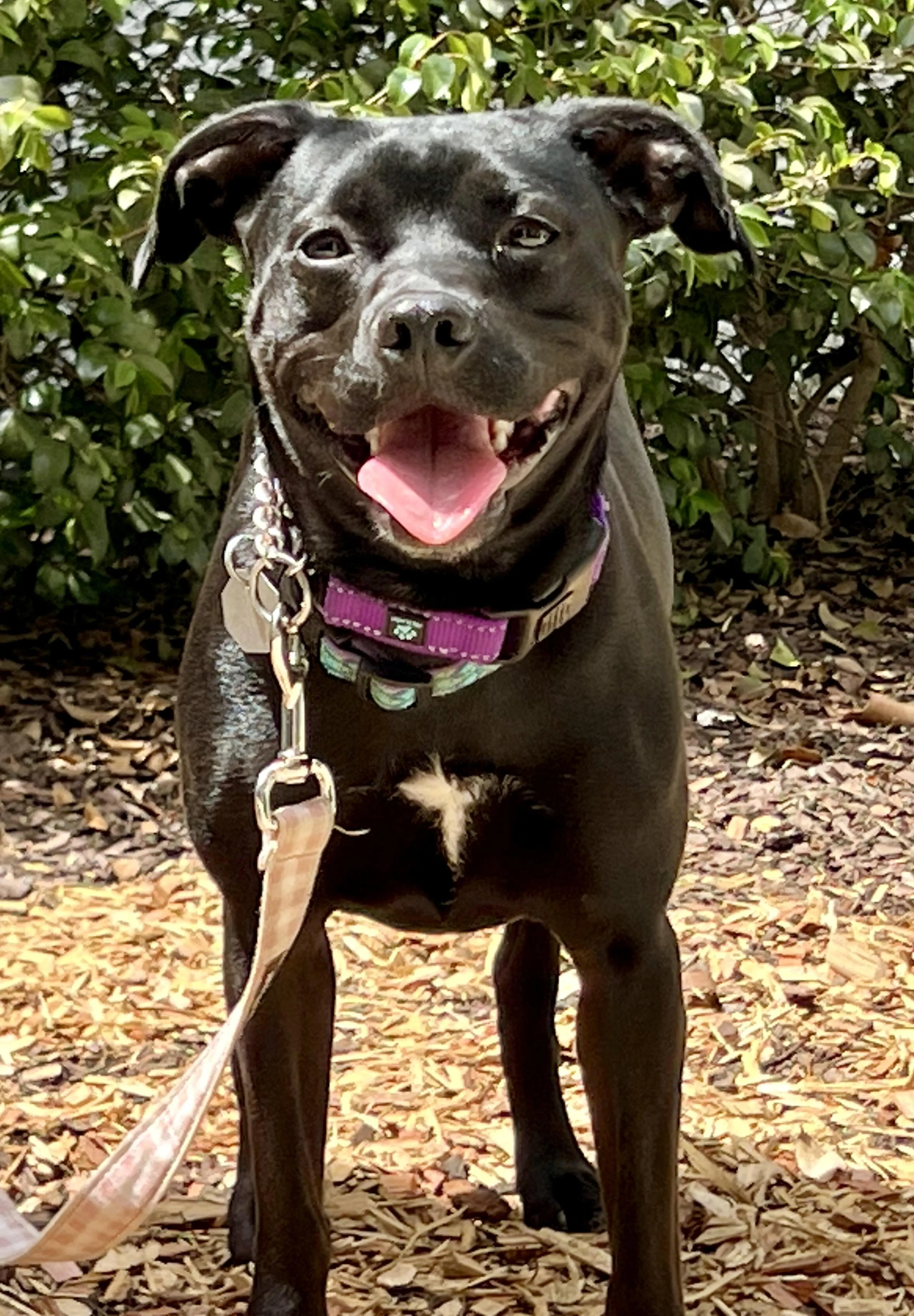 Found pet-3