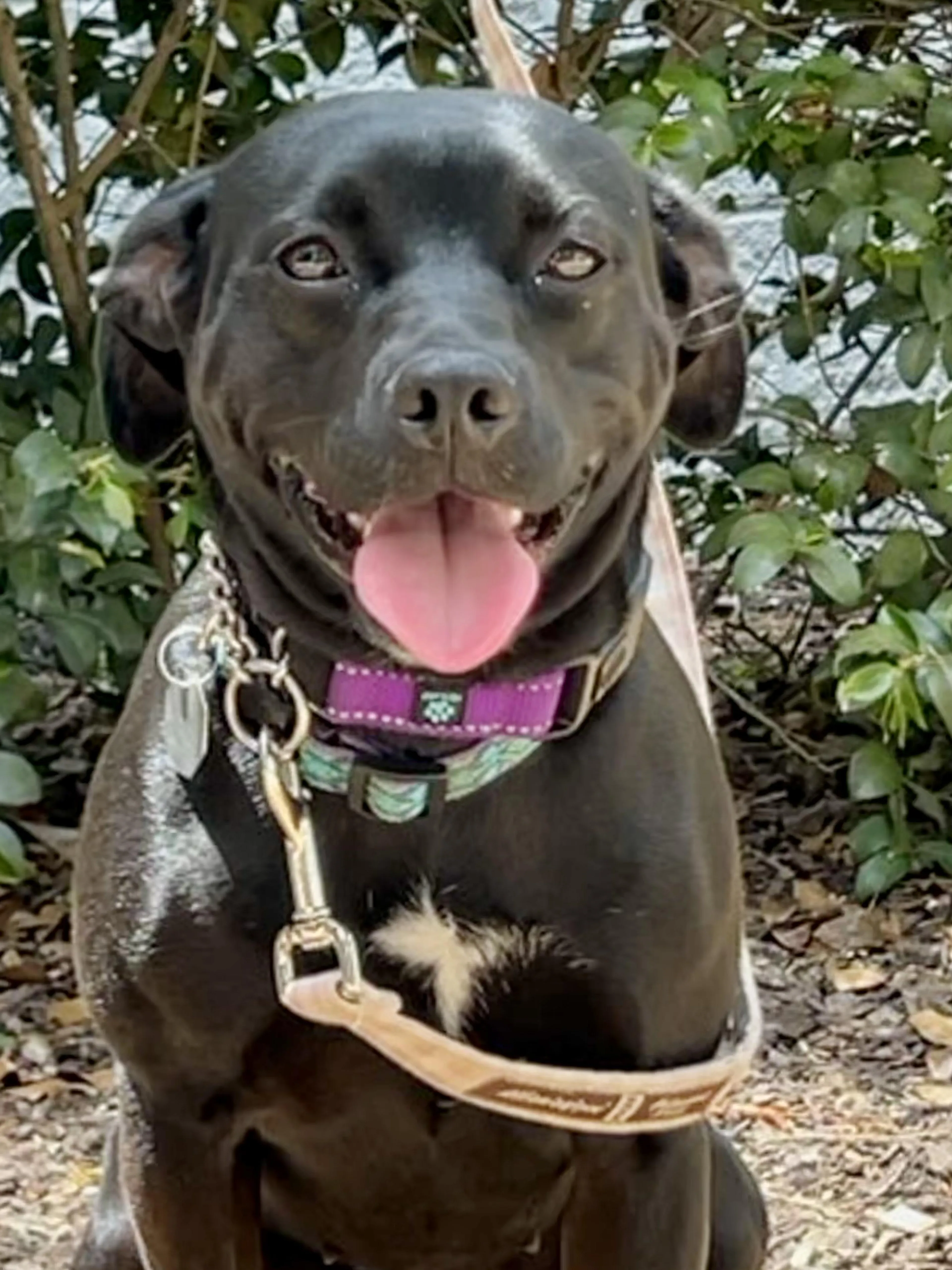 Found pet-4