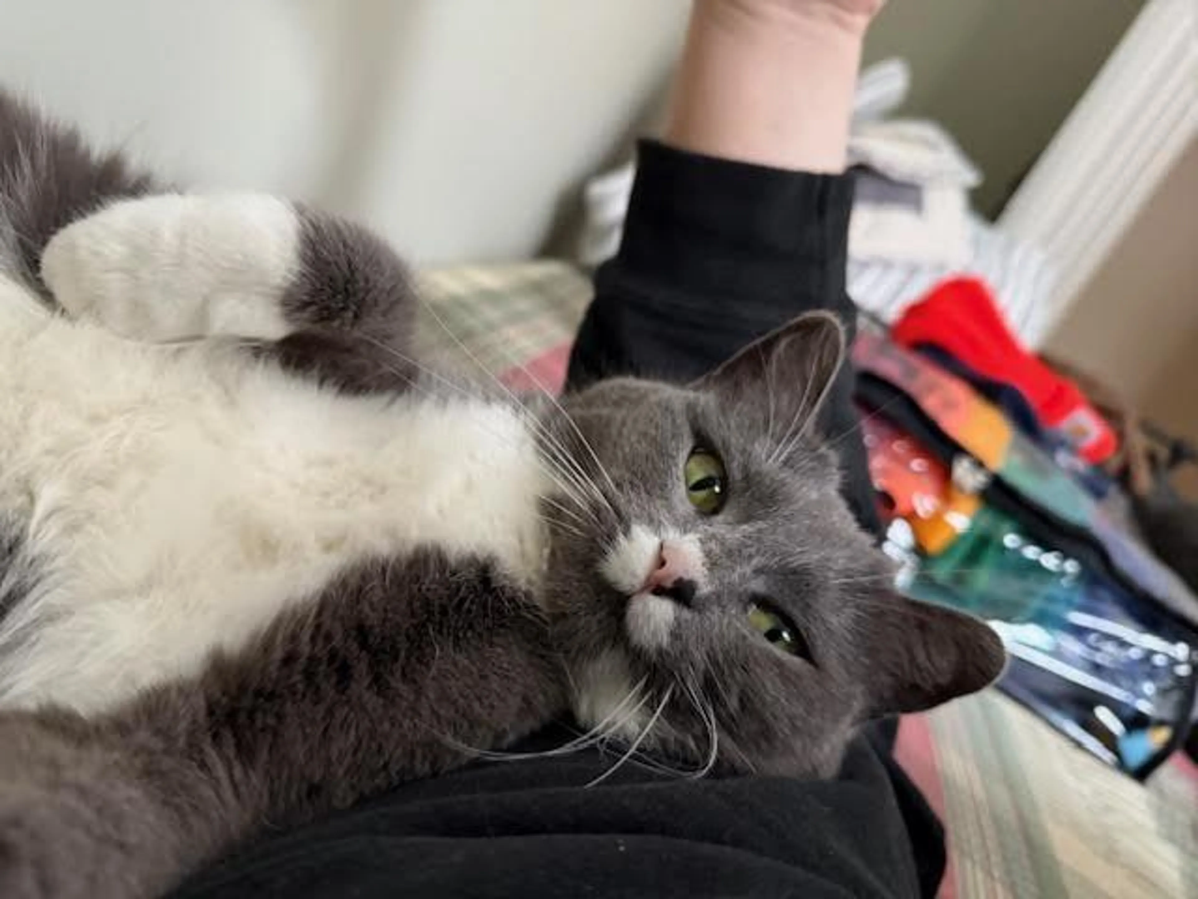 Found pet-0