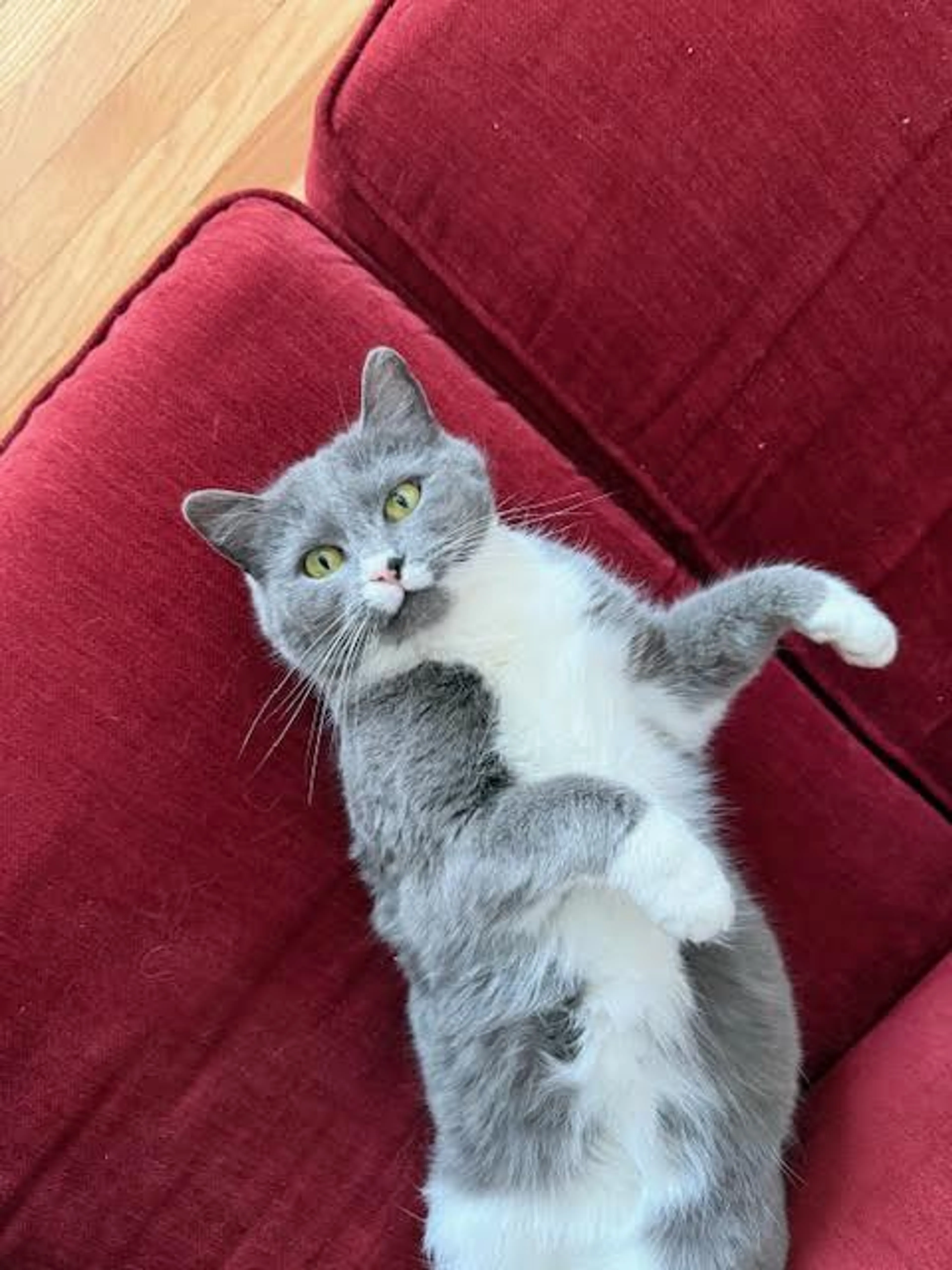 Found pet-1
