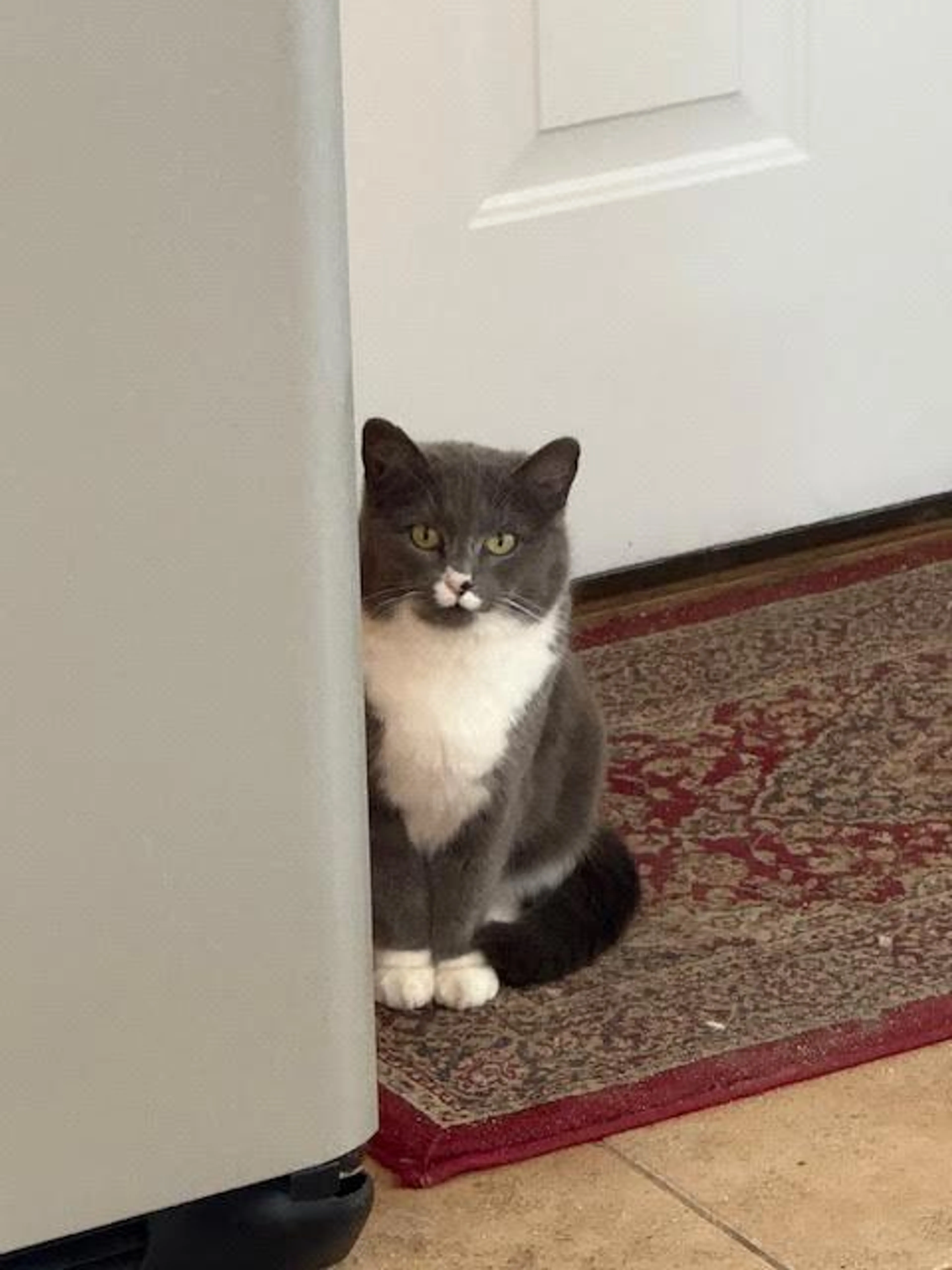 Found pet-3