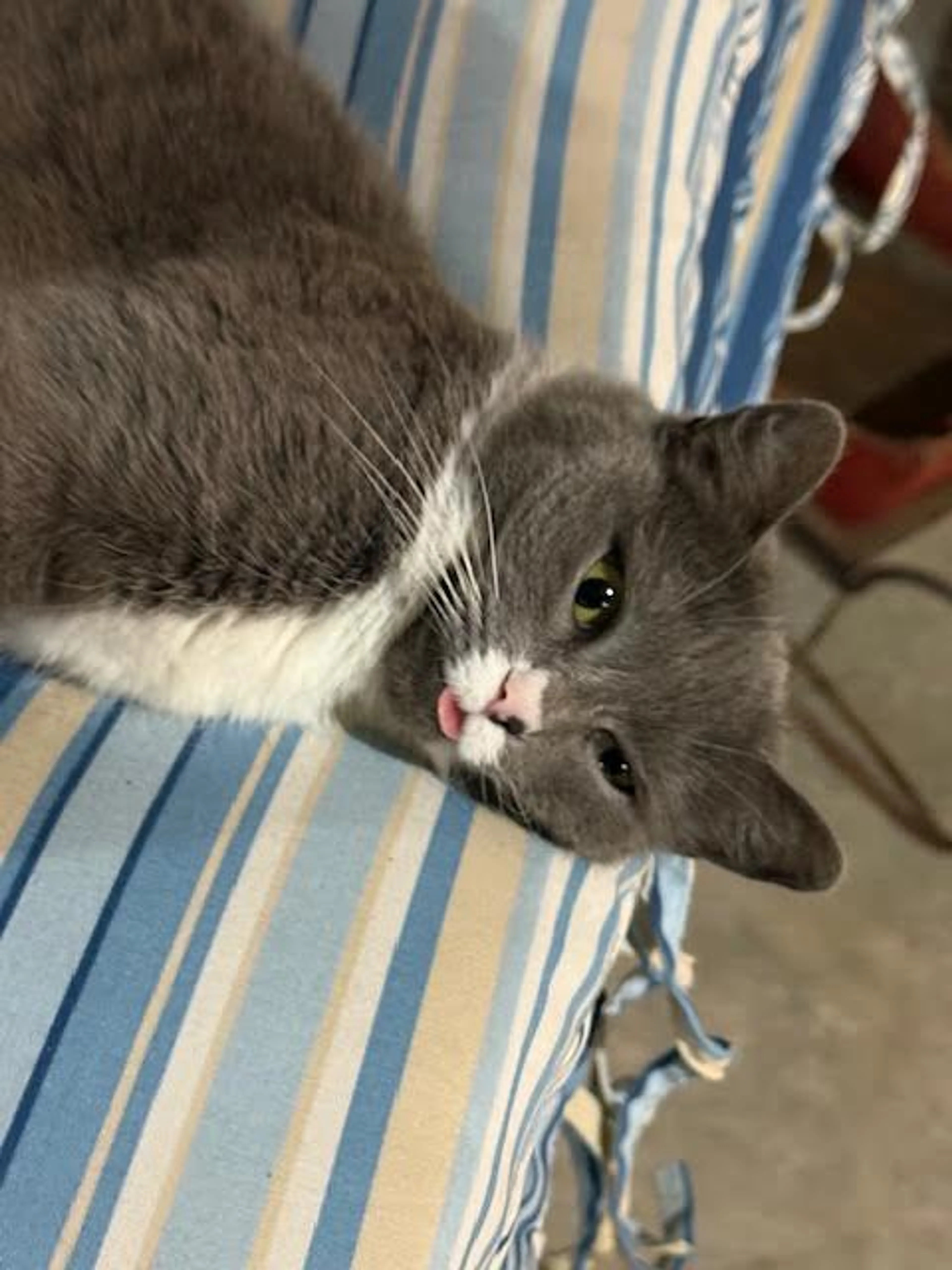 Found pet-2