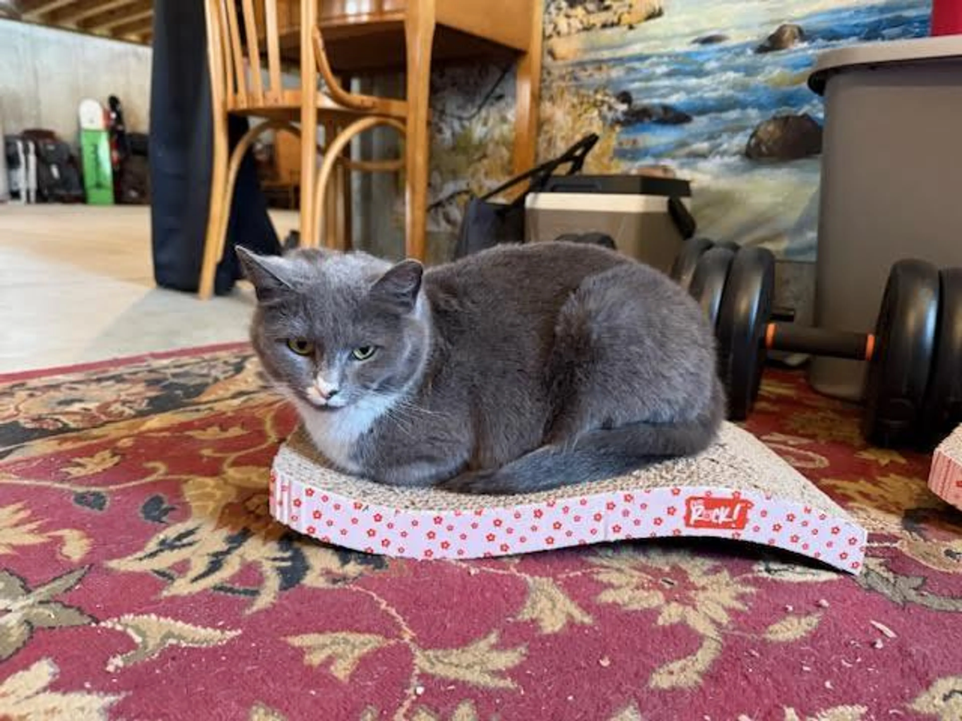 Found pet-4