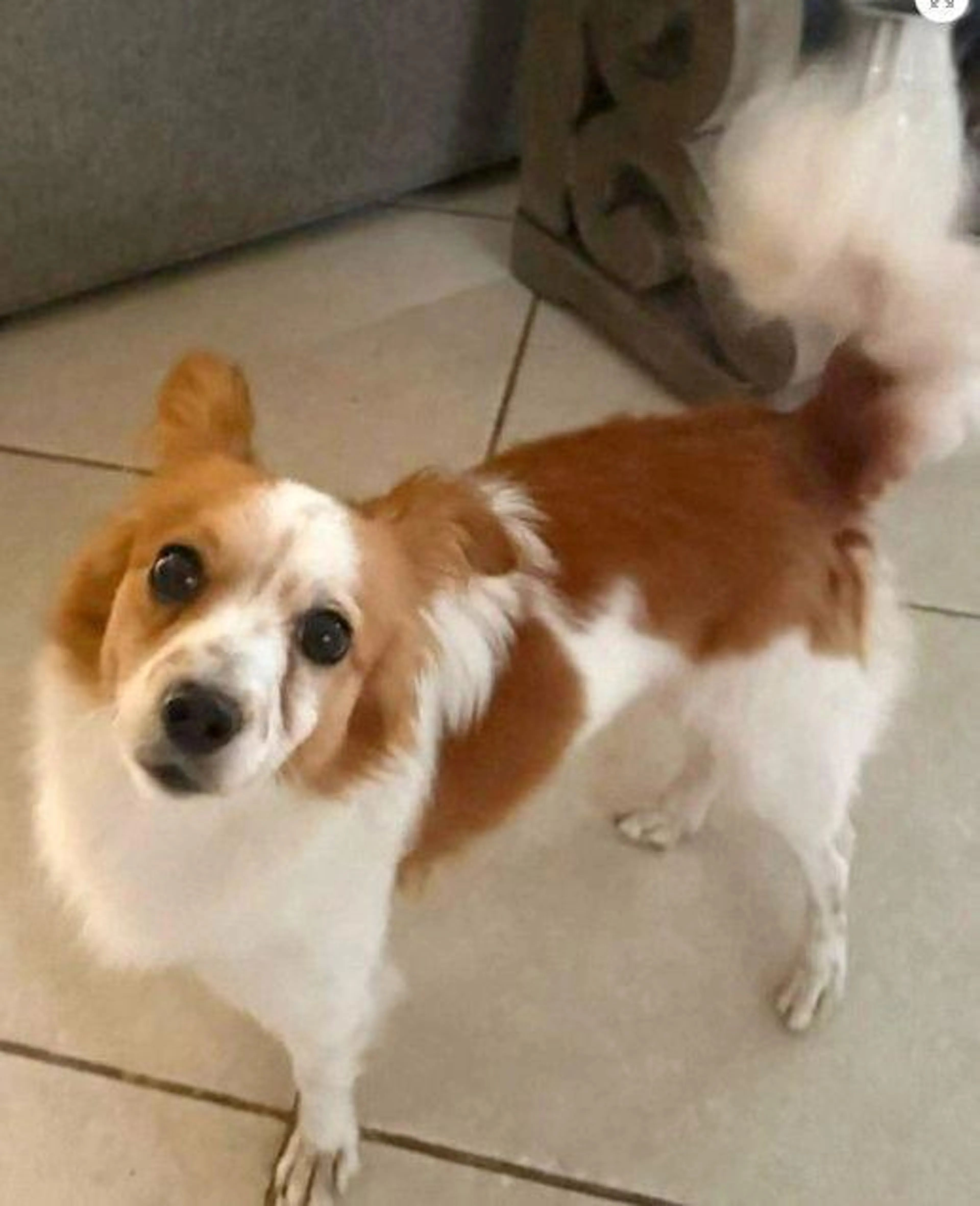 Found pet