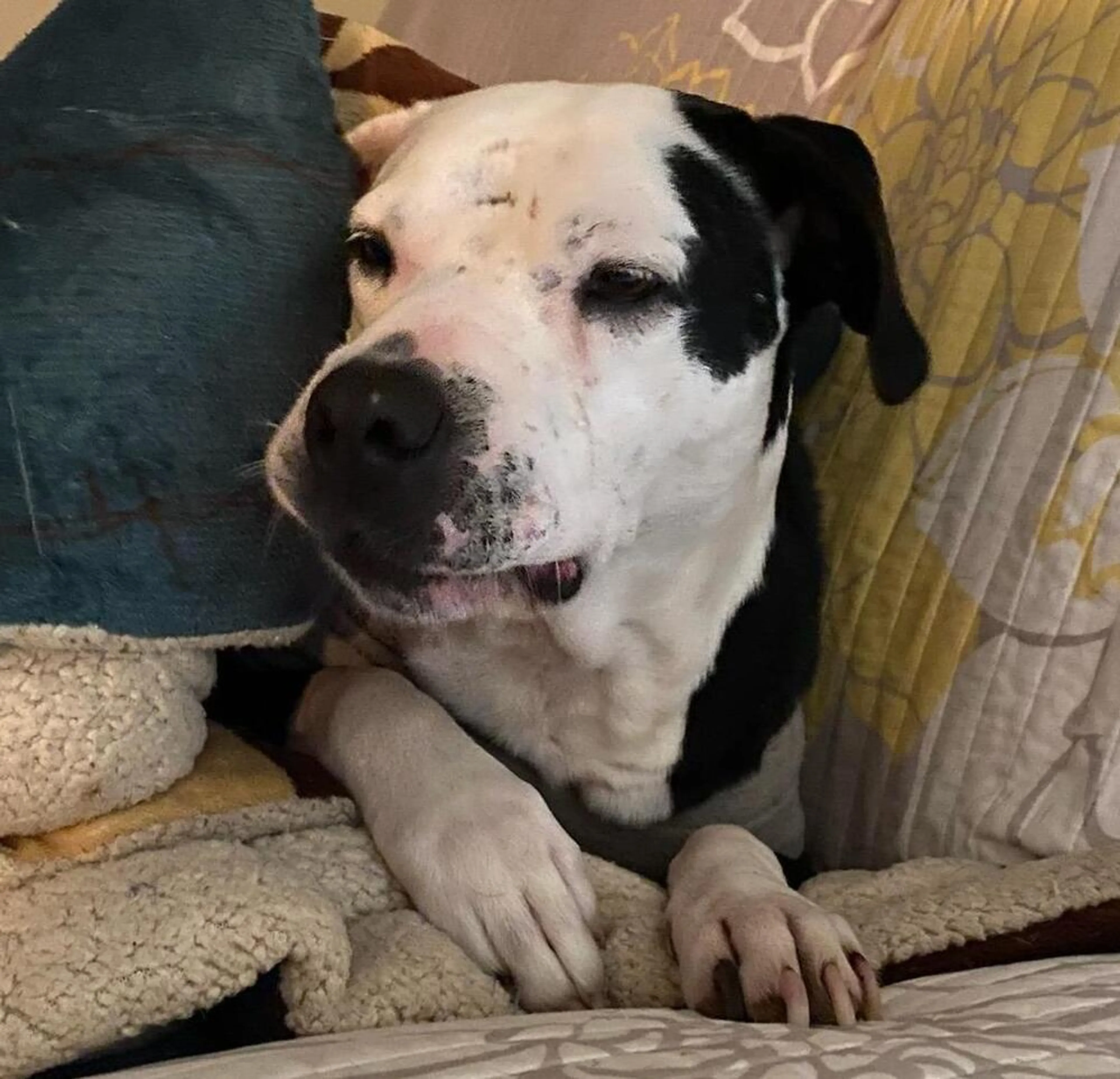 Found pet-2