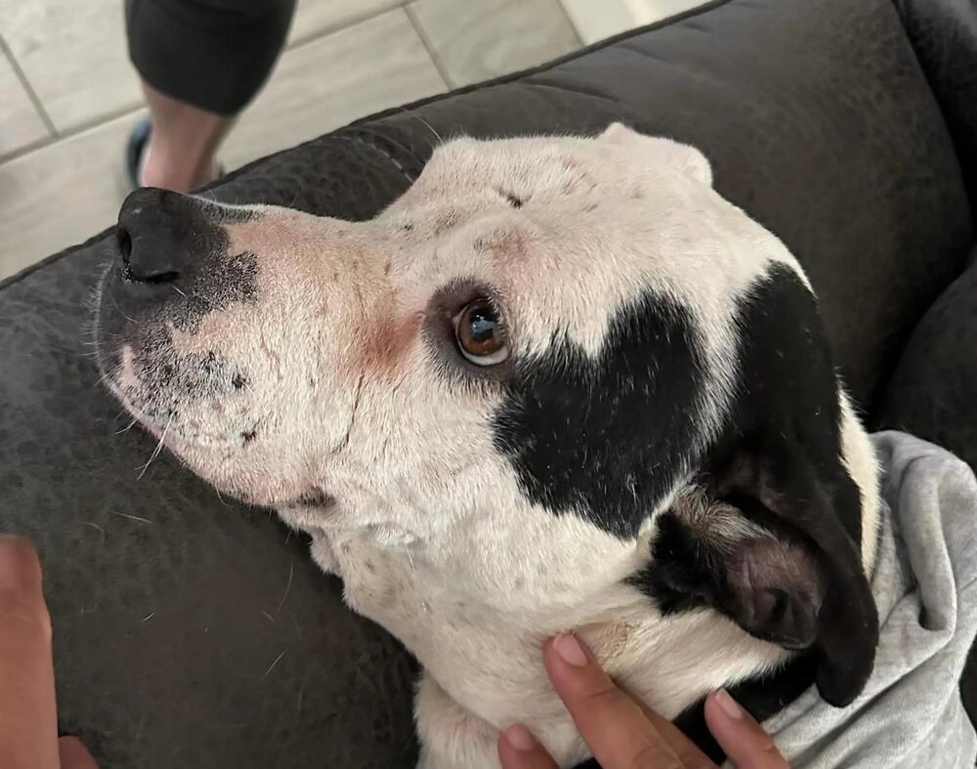 Found pet-5