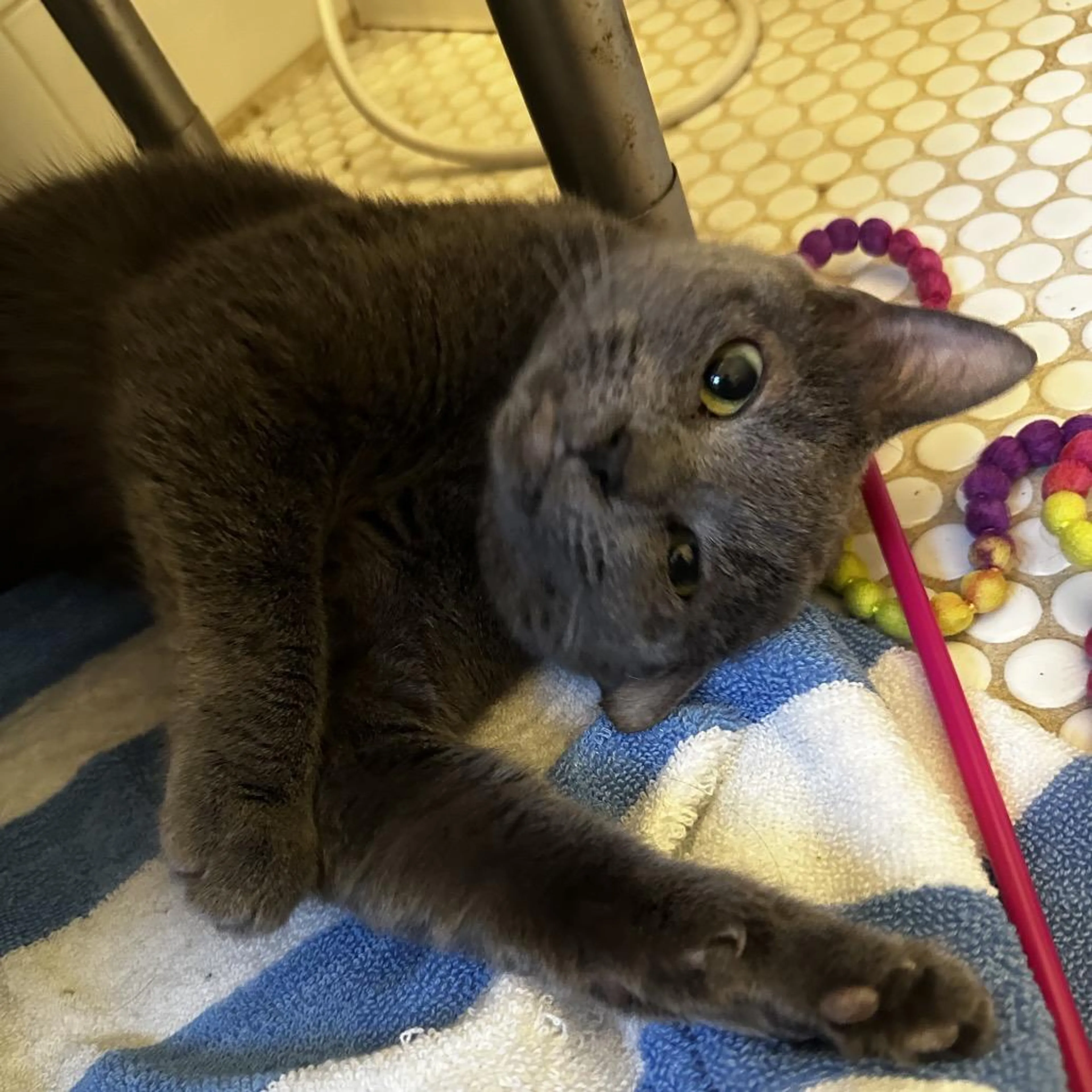 Found pet-0