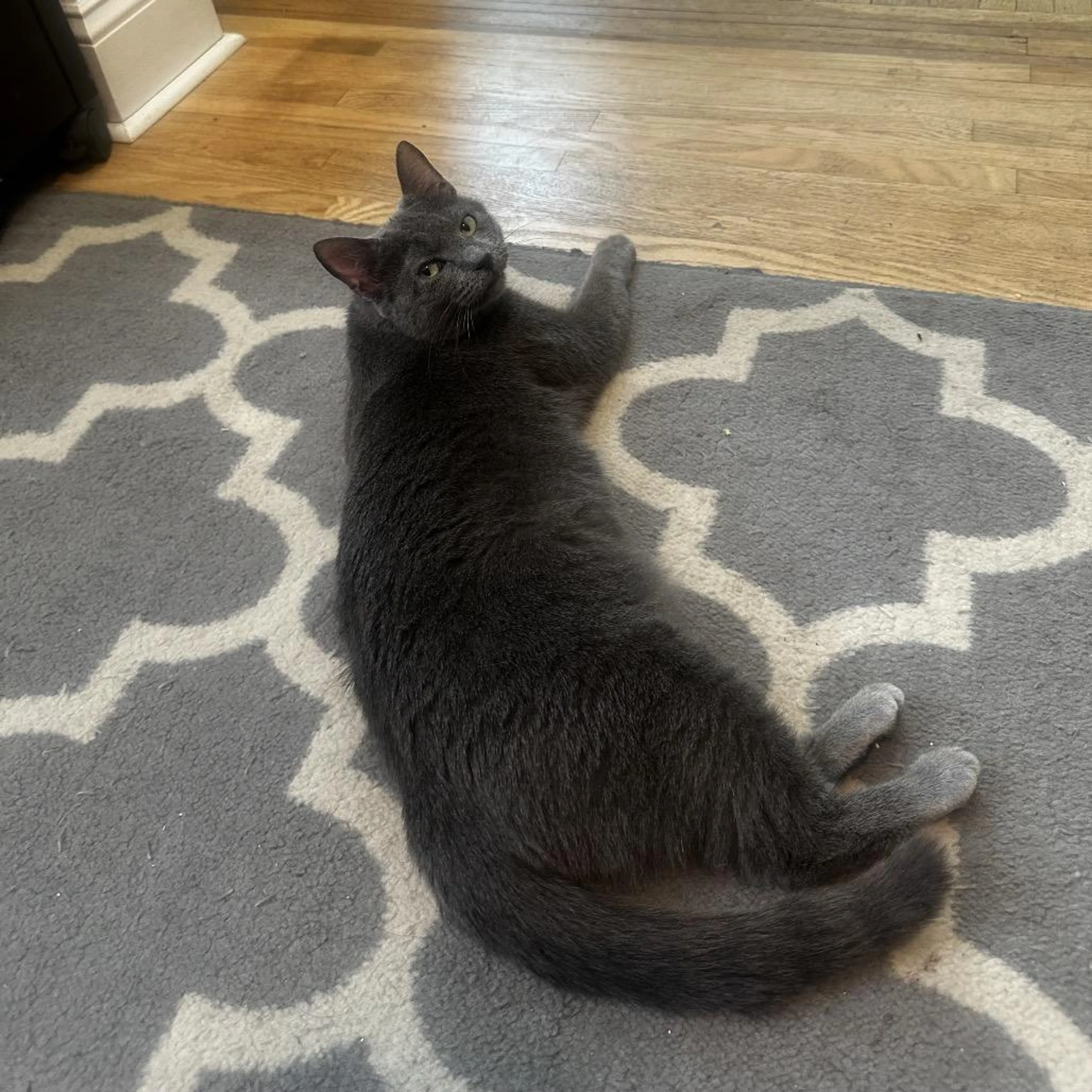 Found pet-1