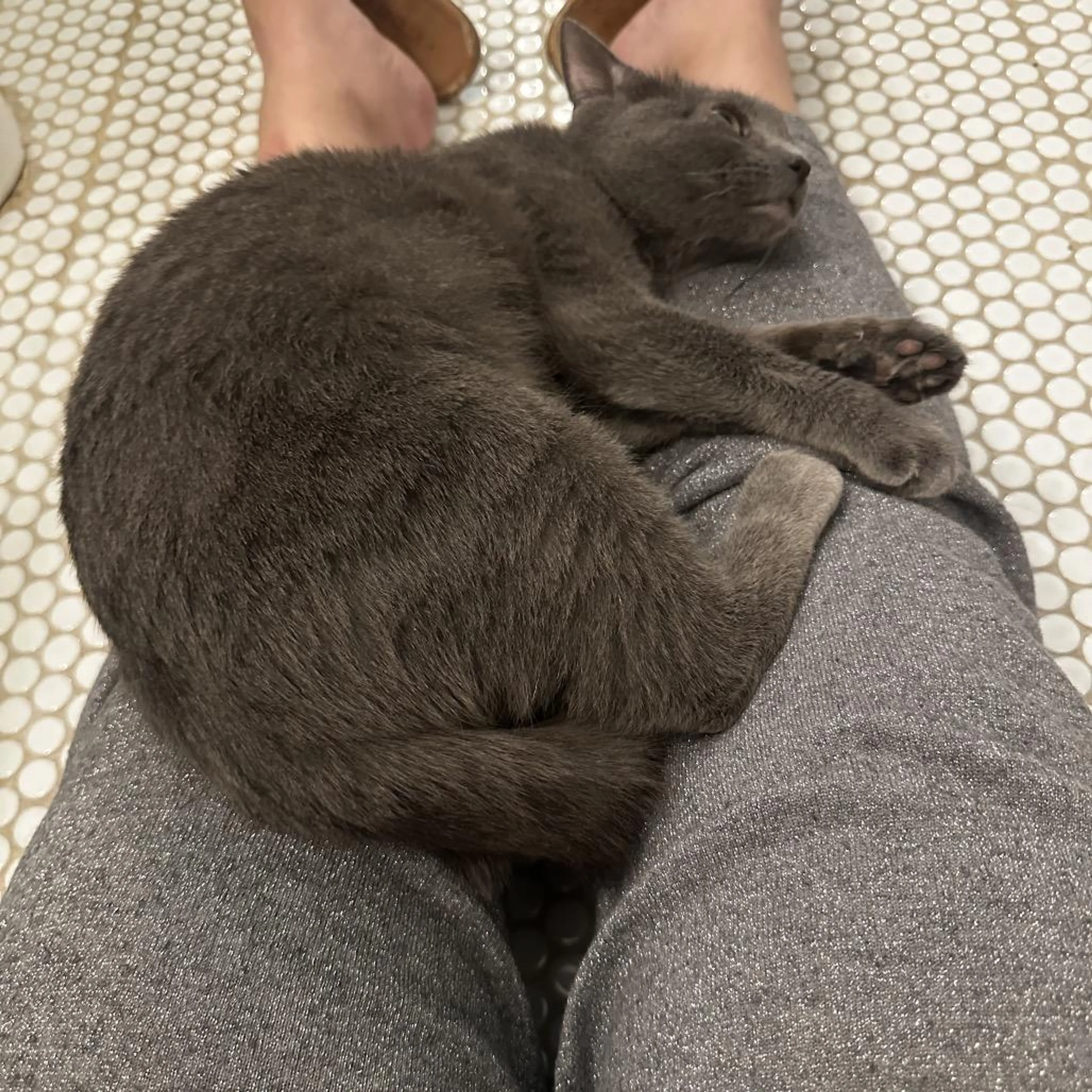 Found pet-2