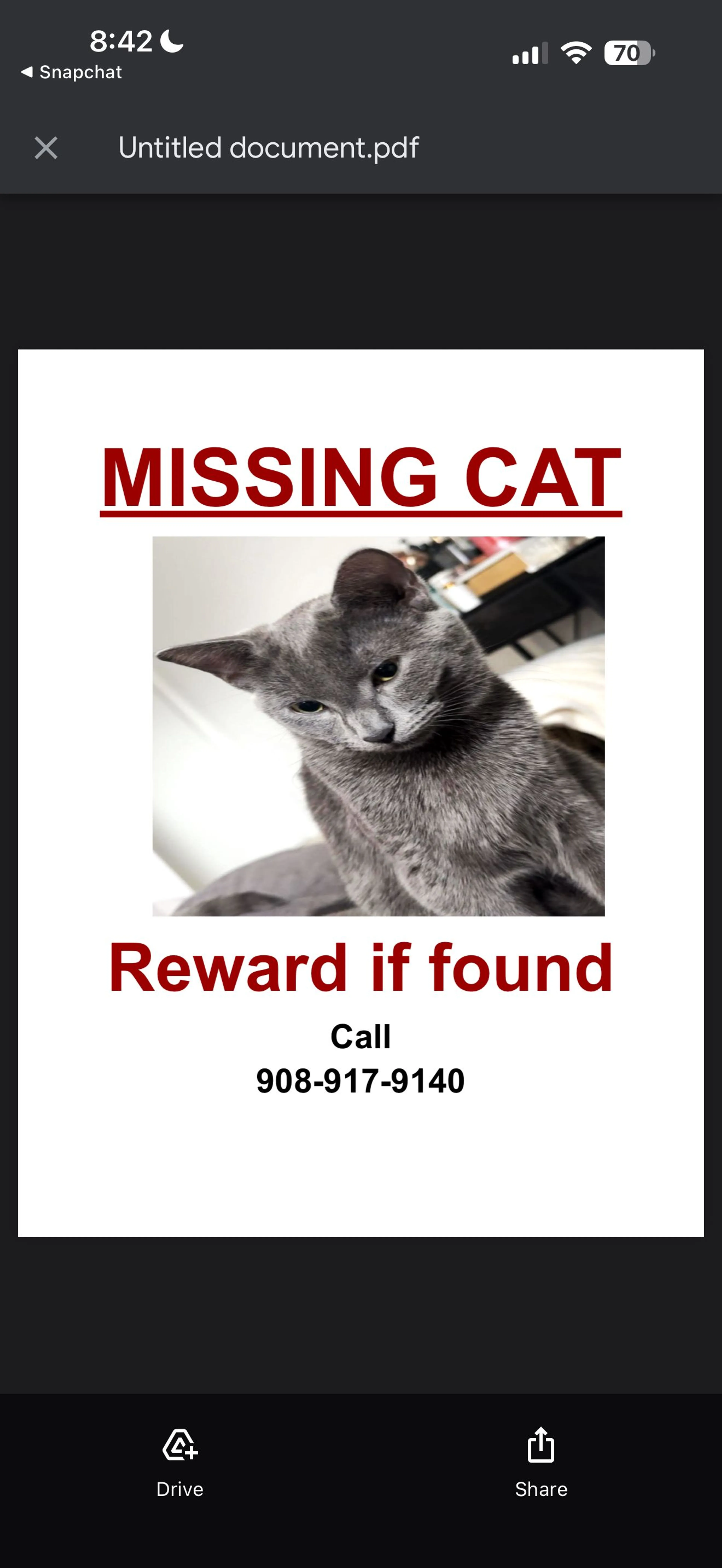 Lost pet-1