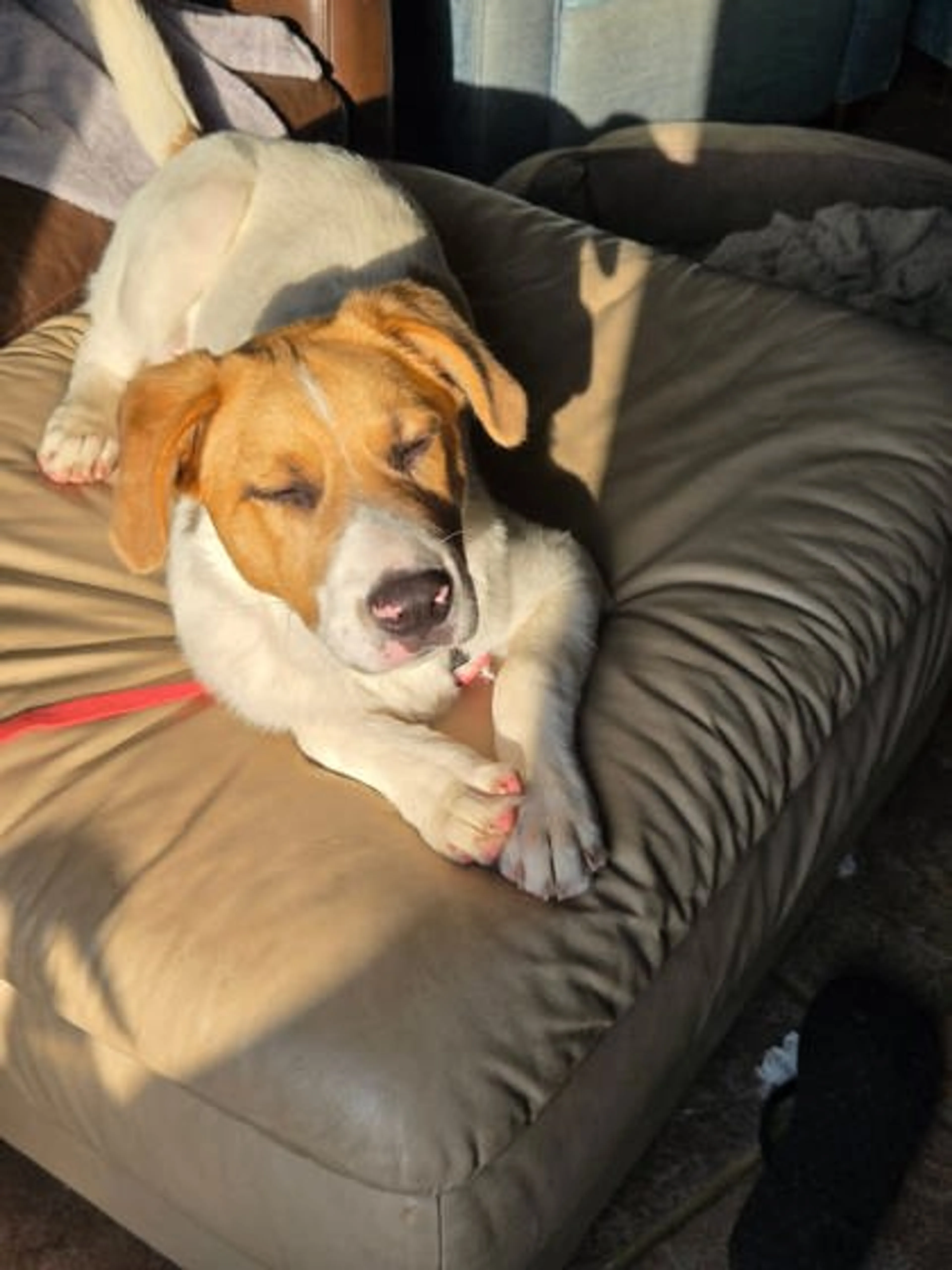 Found pet-2