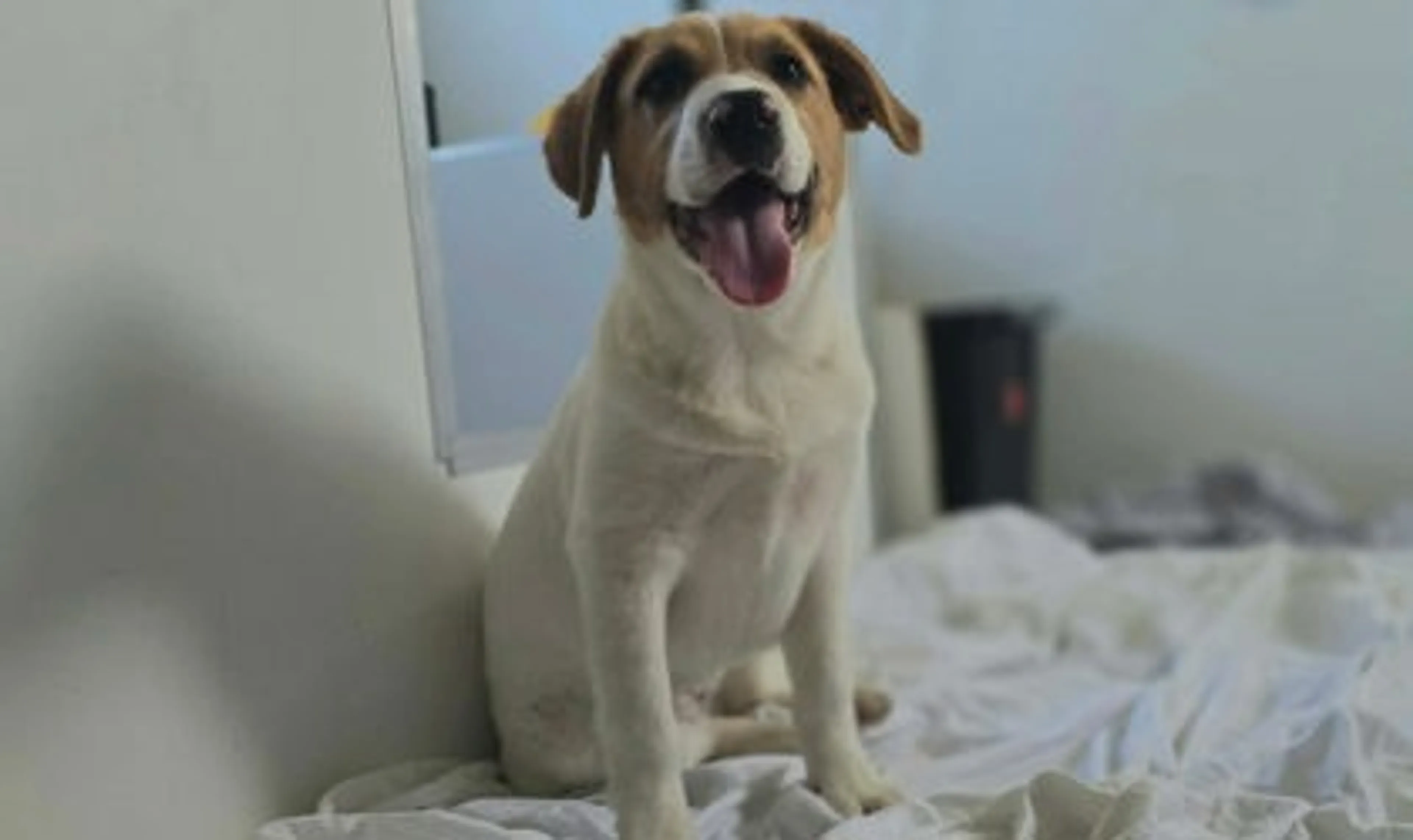 Found pet-1