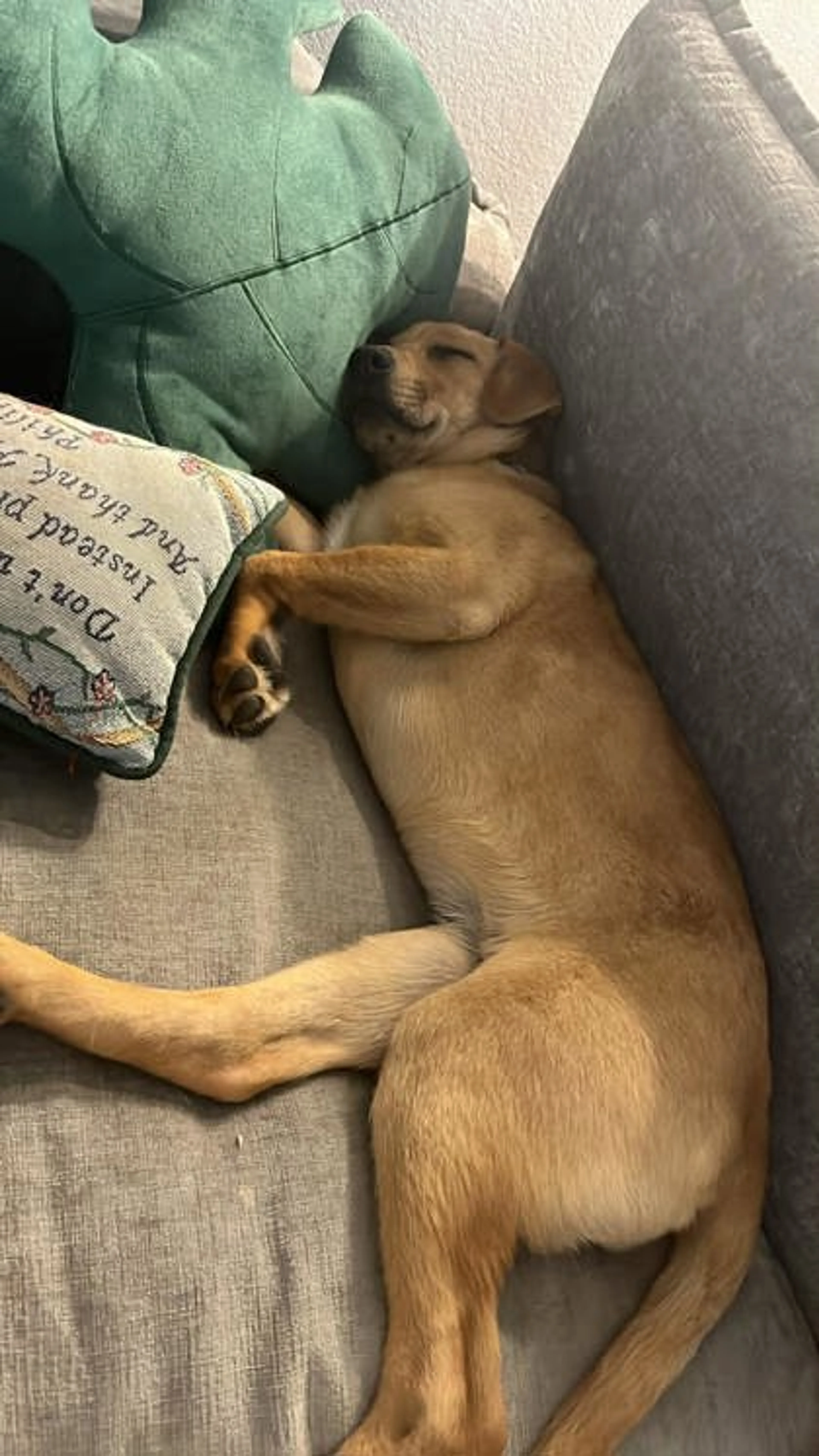 Found pet-2