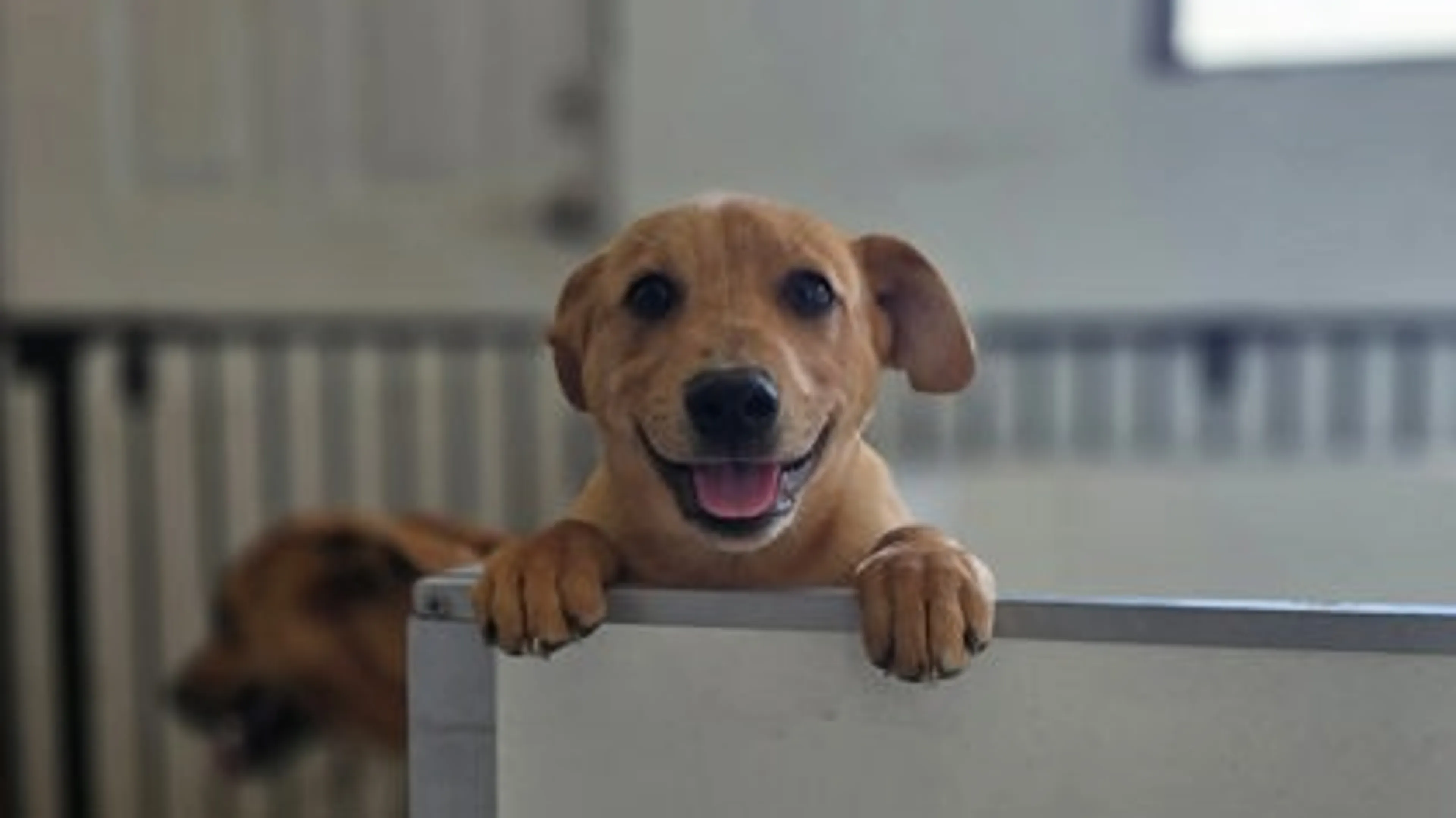 Found pet-0