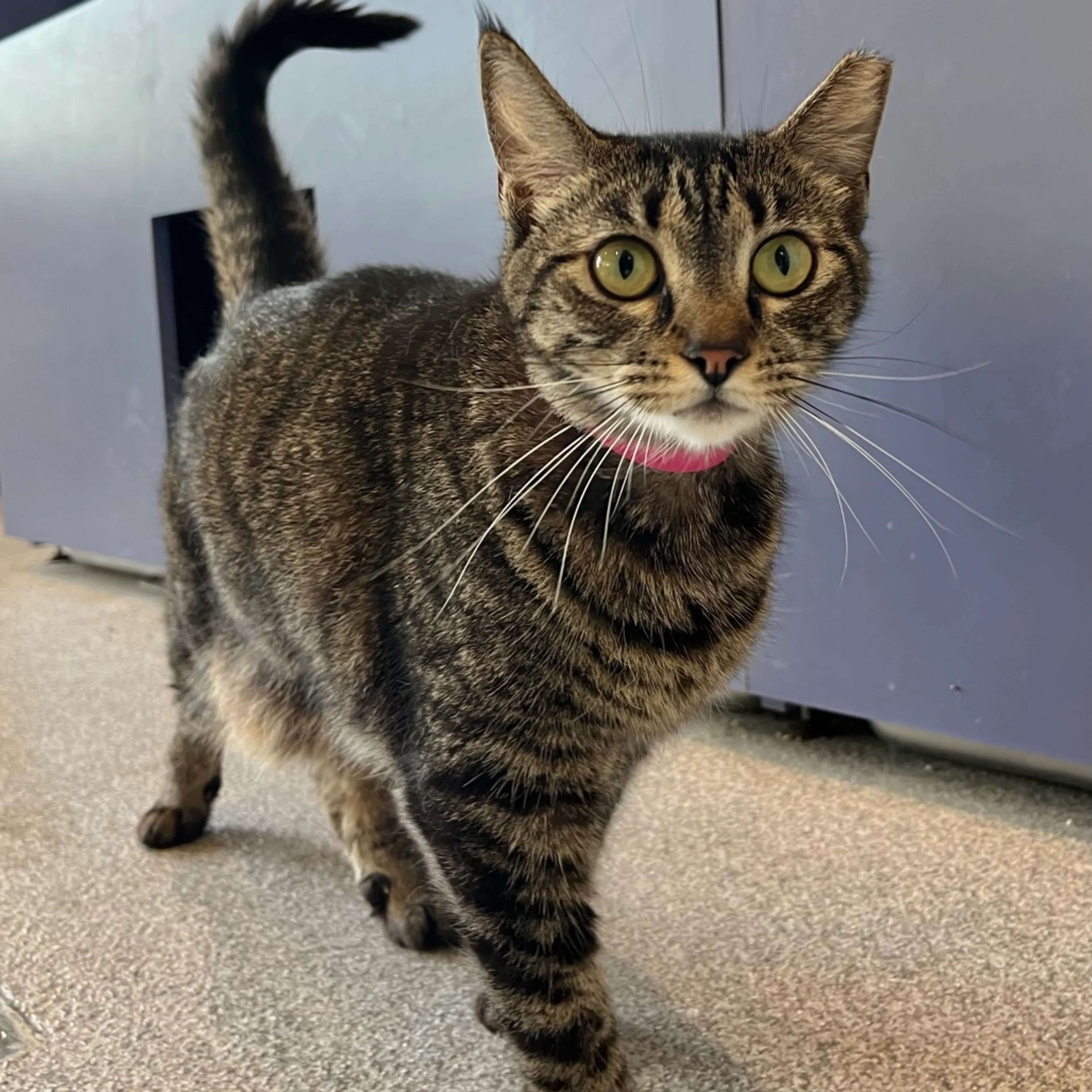 Found pet-2
