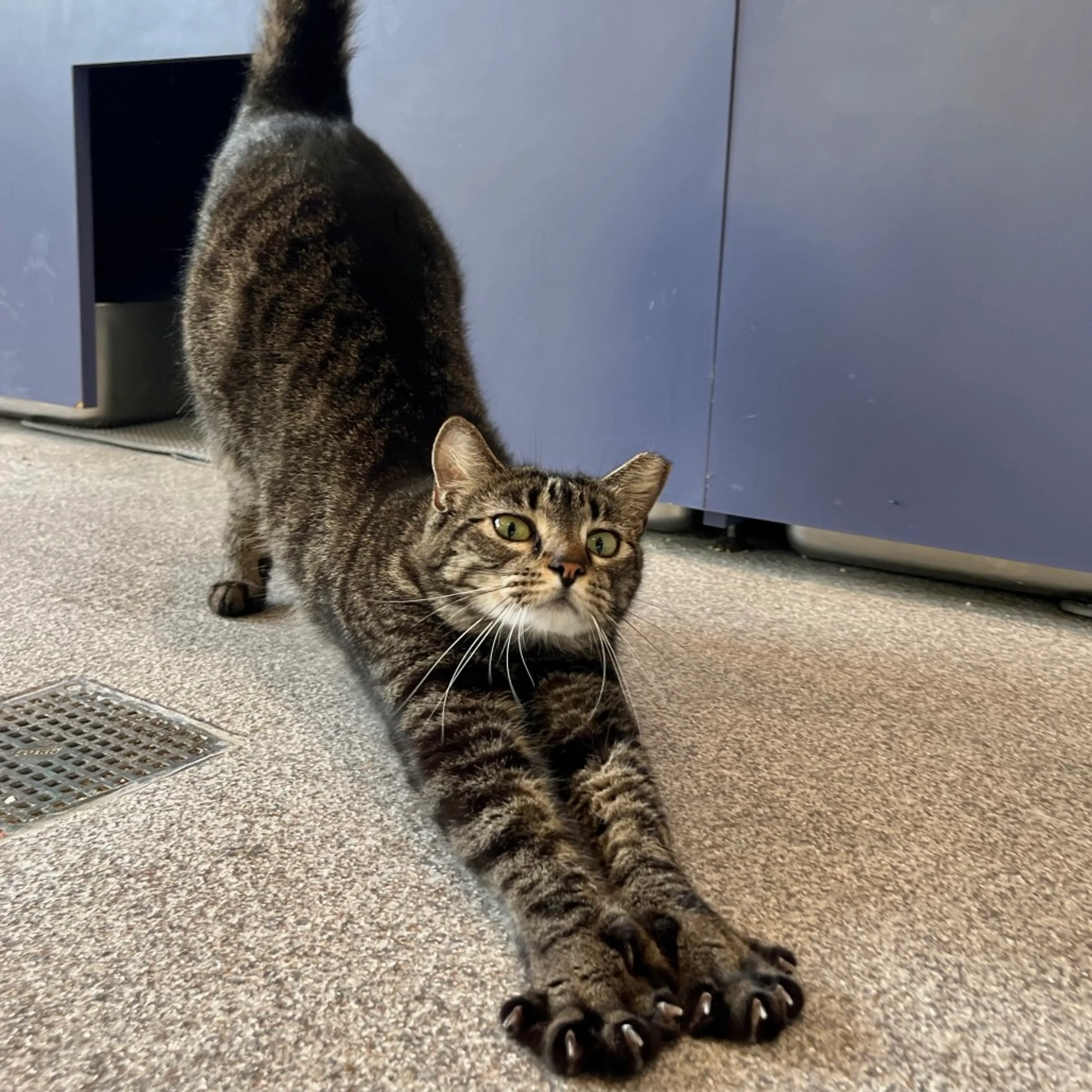 Found pet-4