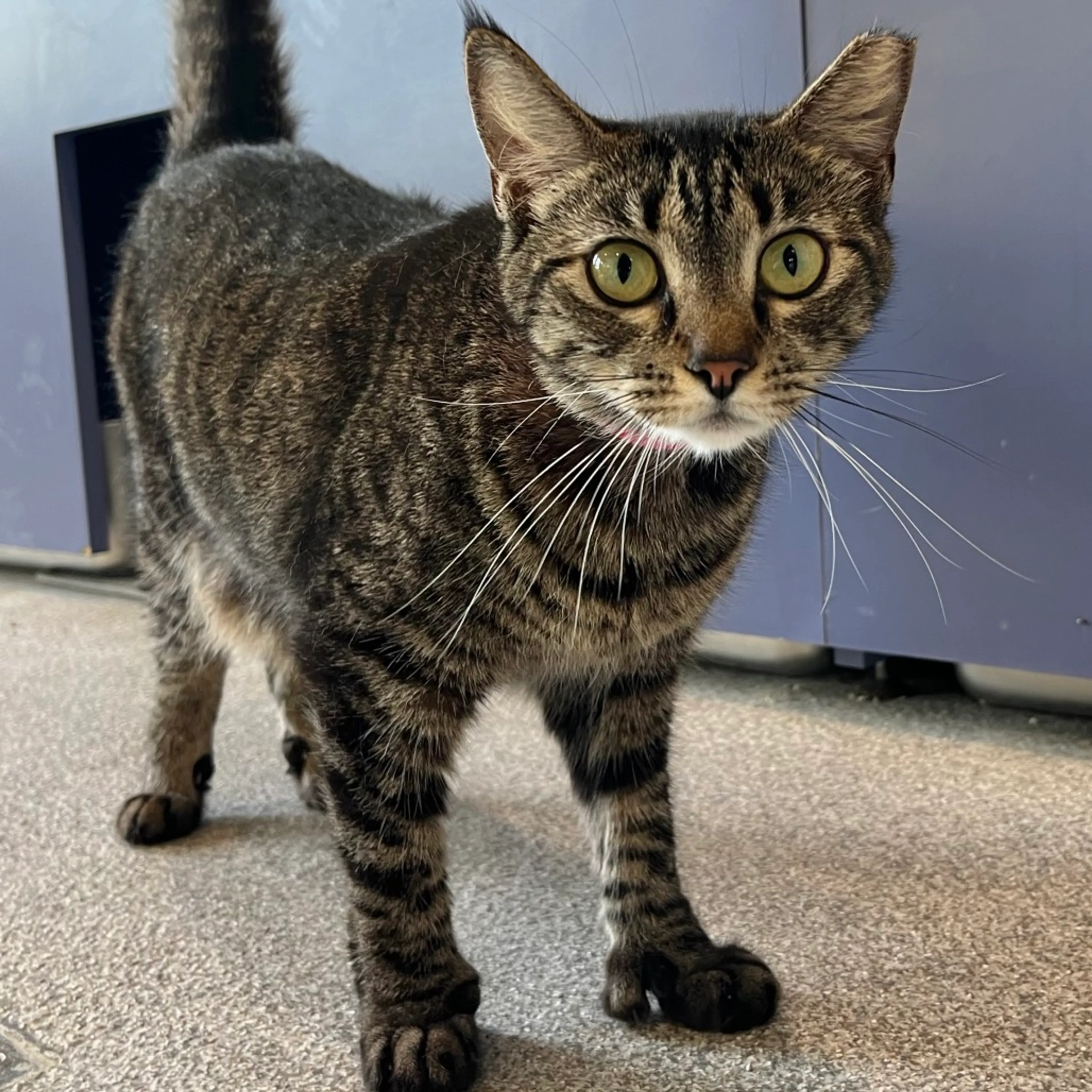 Found pet-3