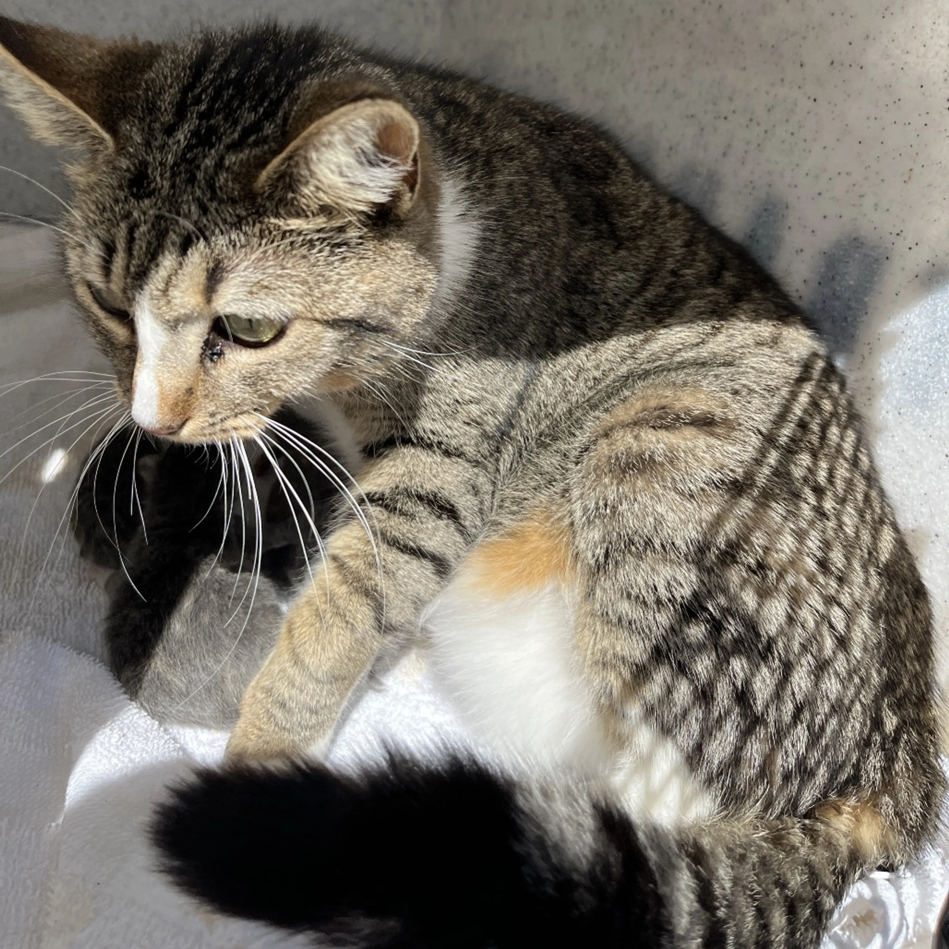 Found pet