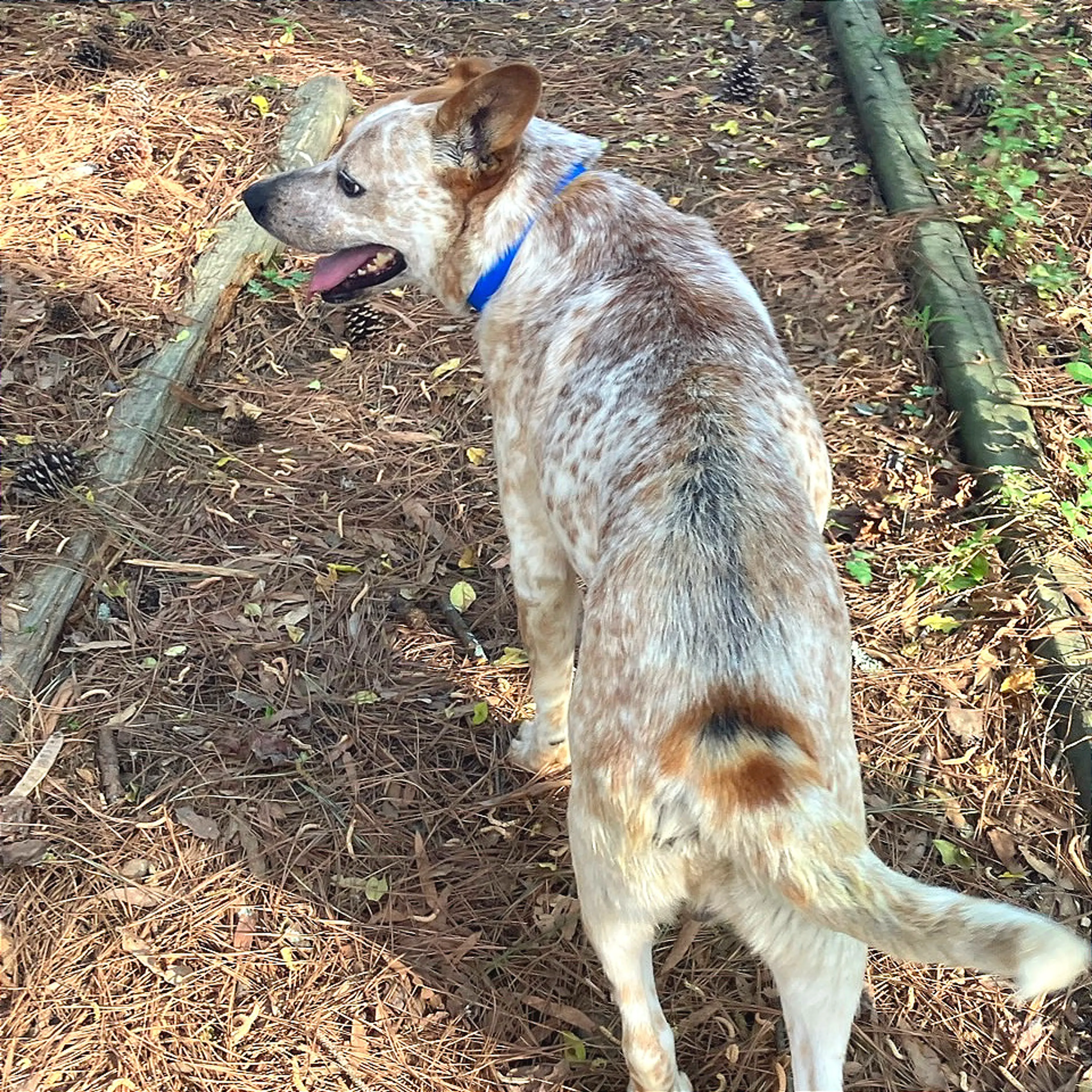 Found pet-1