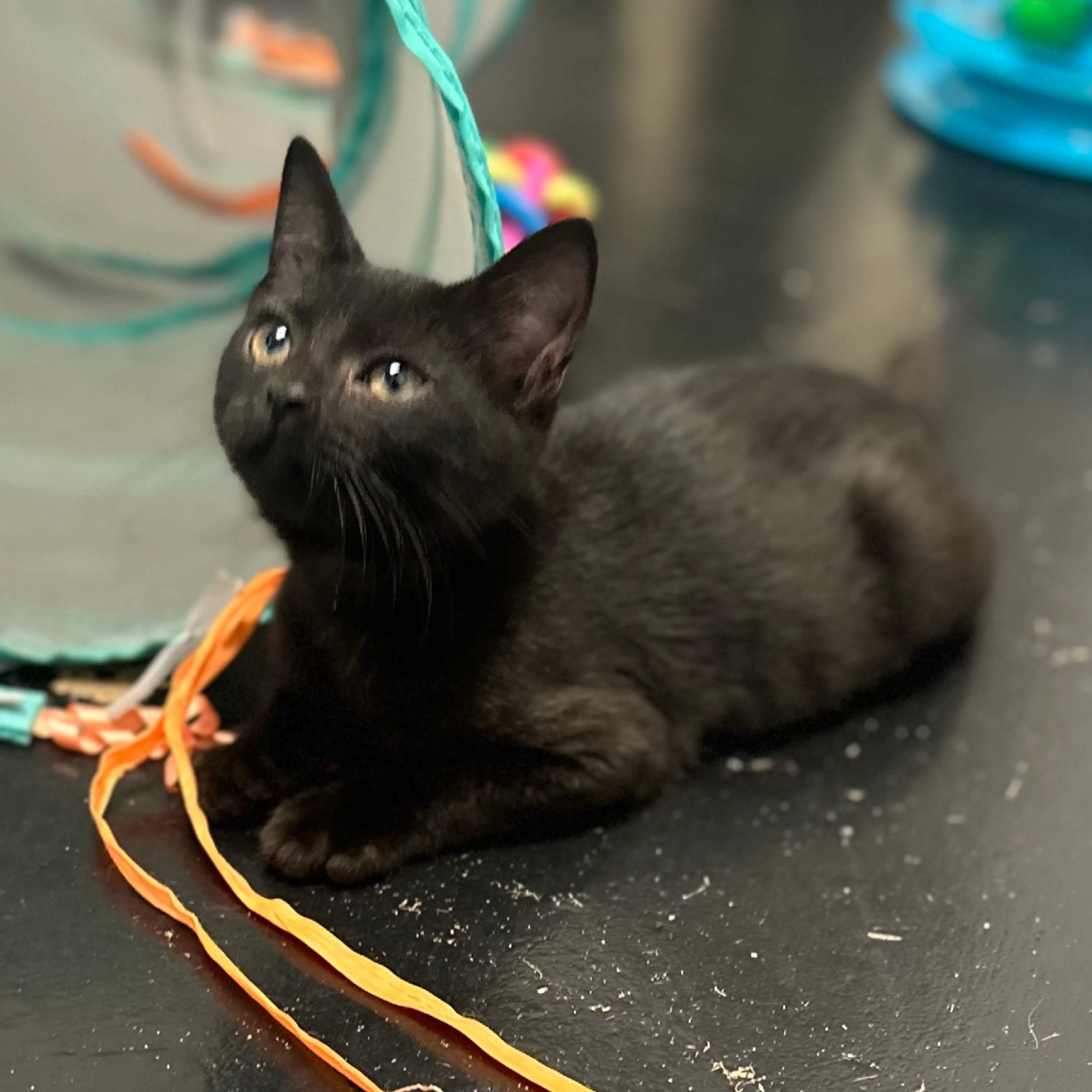 Found pet-0