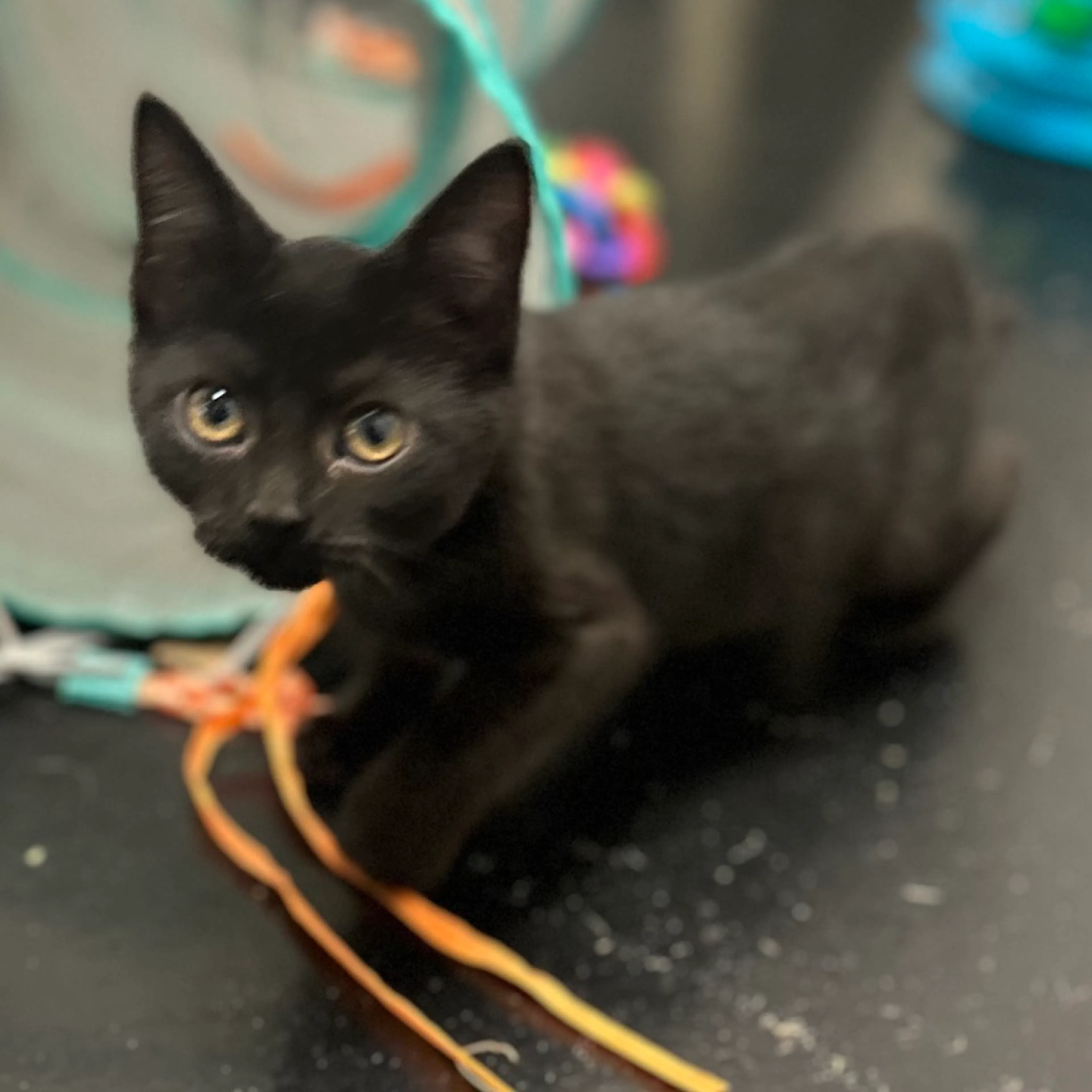 Found pet-3