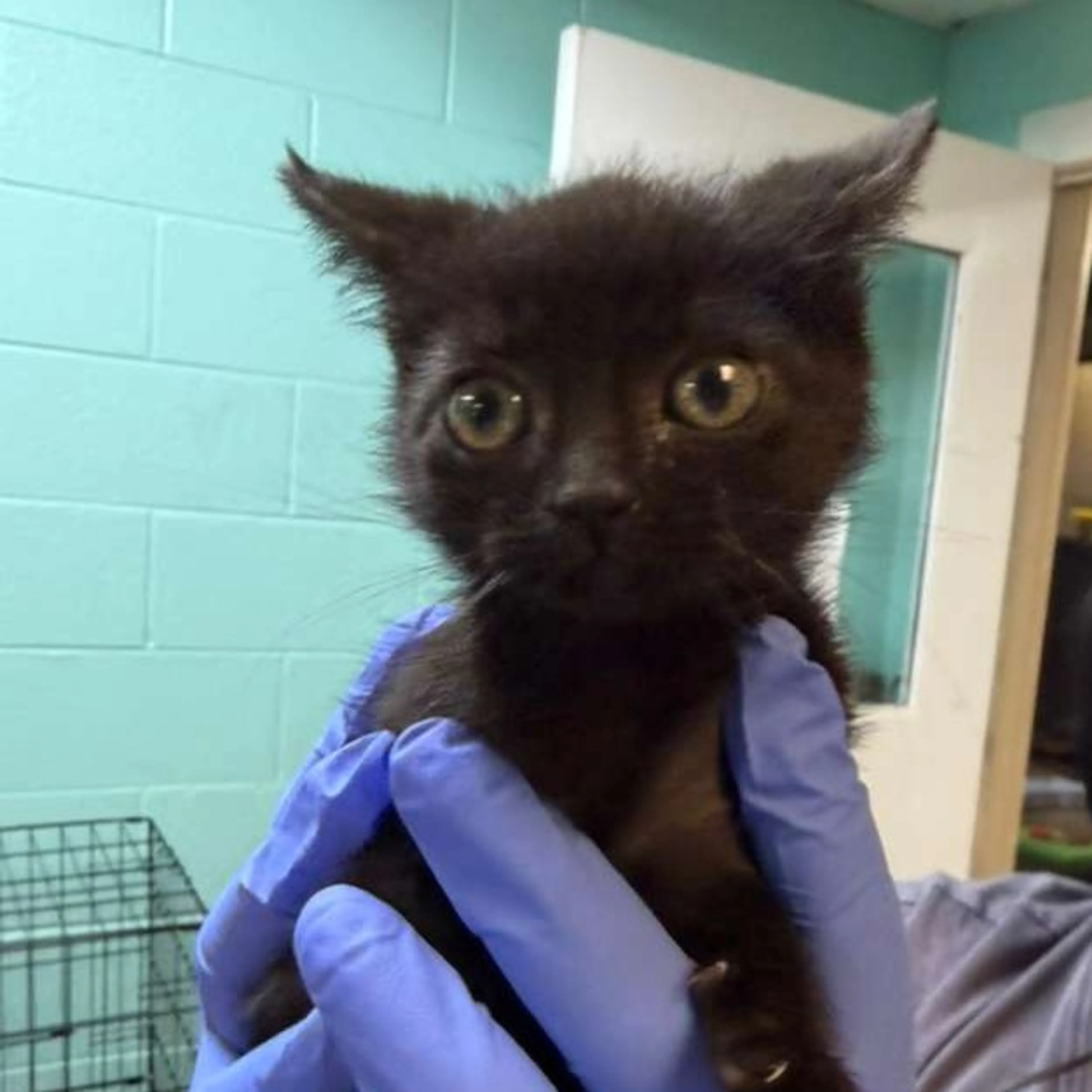 Found pet-1